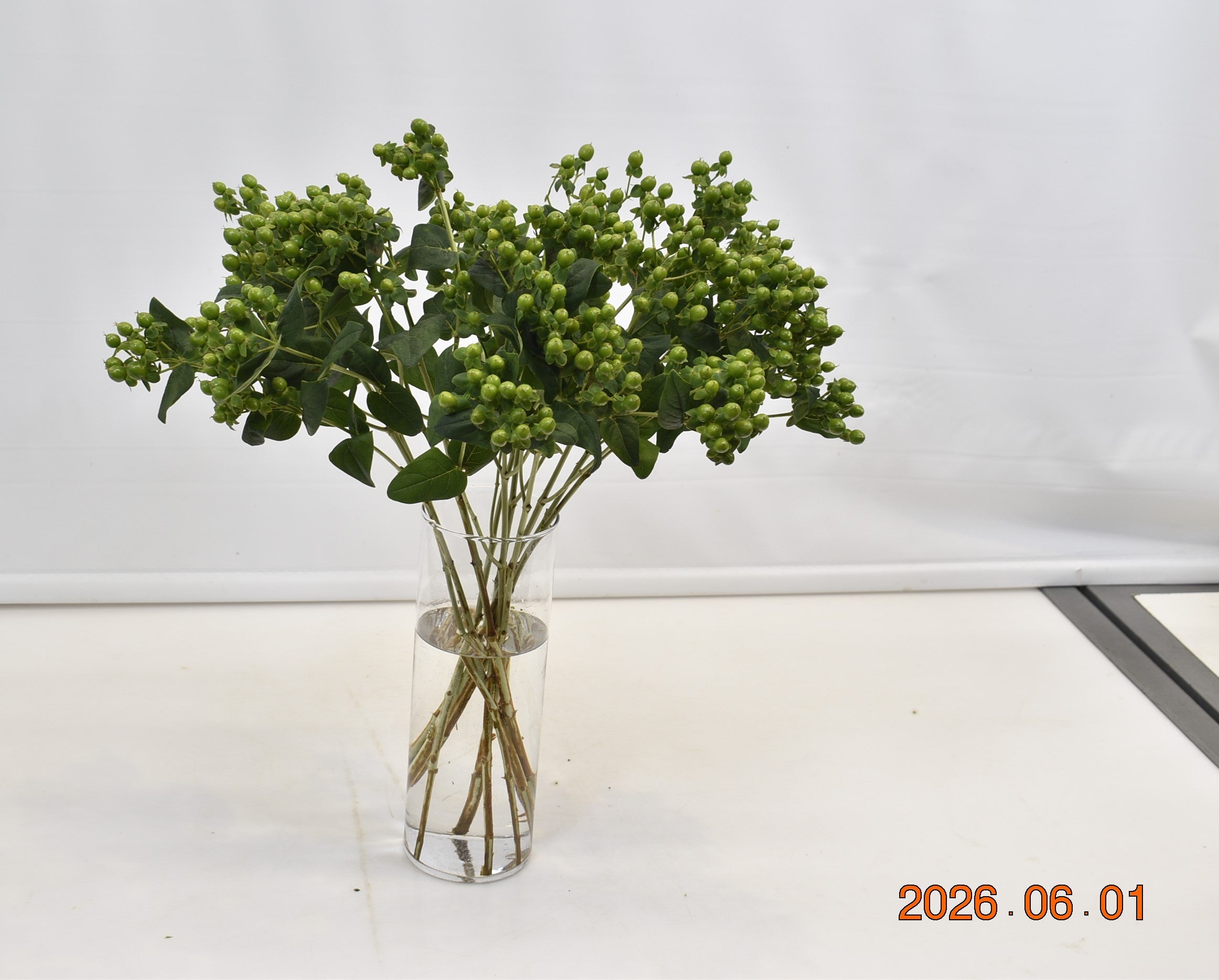 HYPERICUM COCO BAMBOO Small