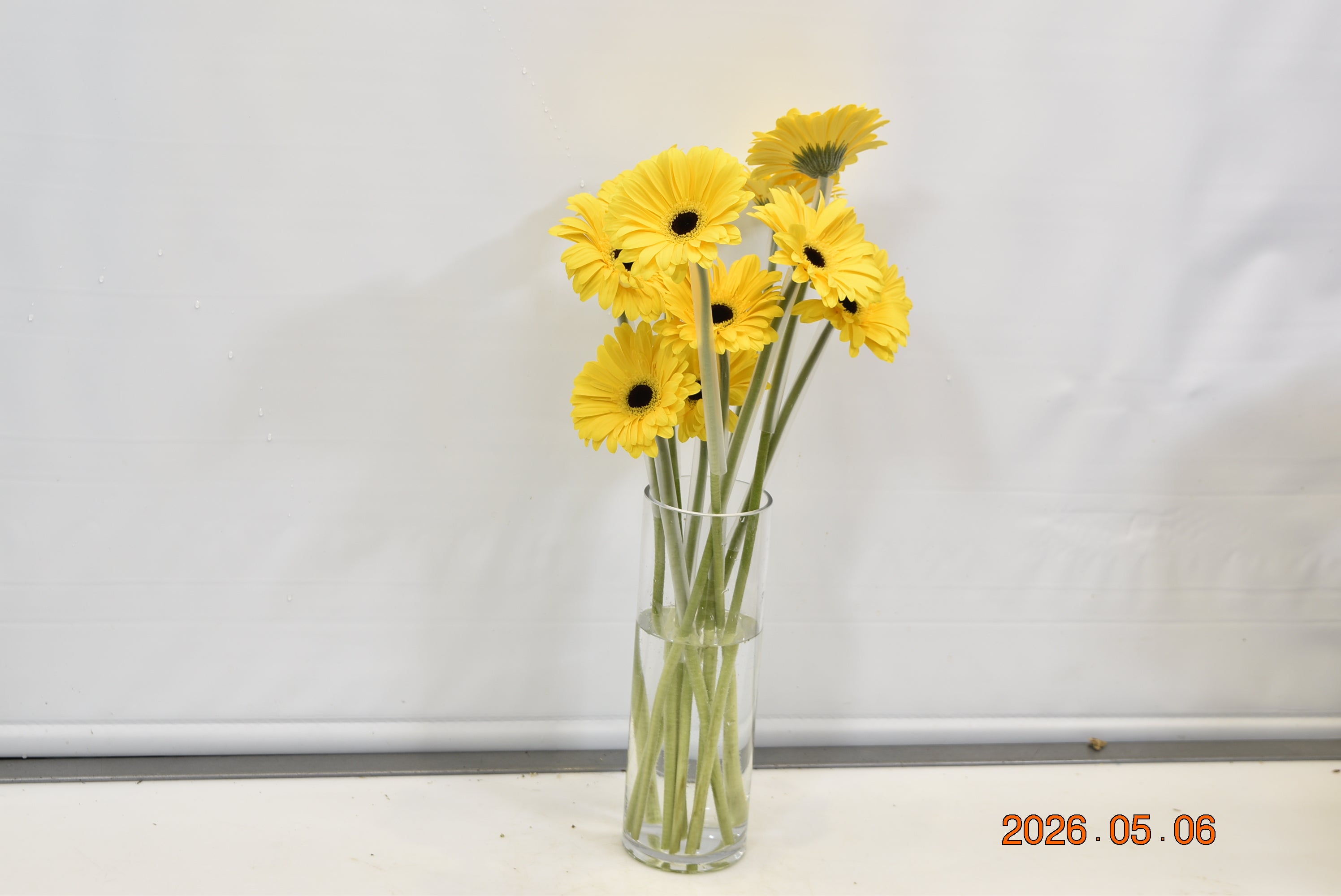 GERBERA OLYMPIC GOLD Small