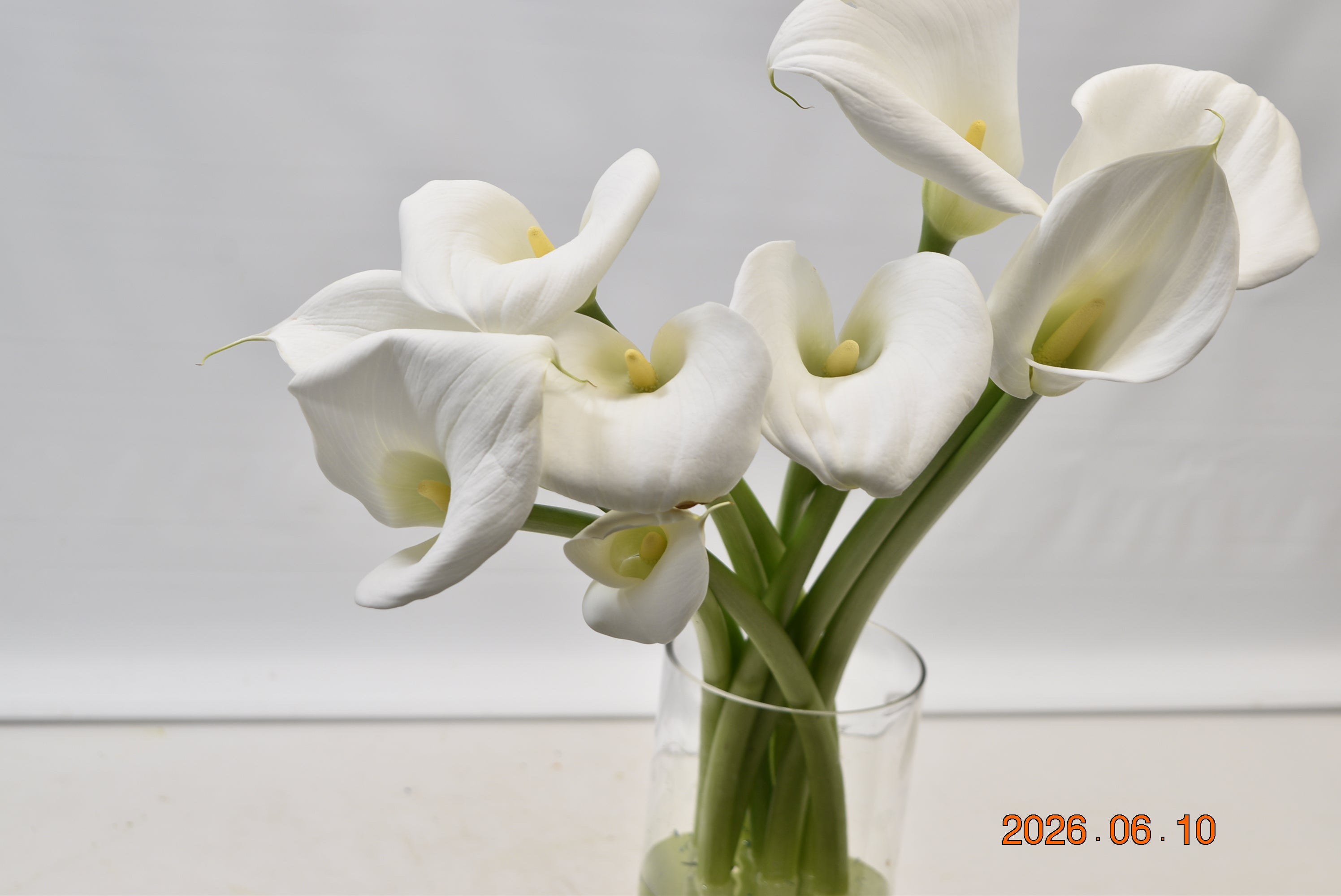 CALLA WHITE Small