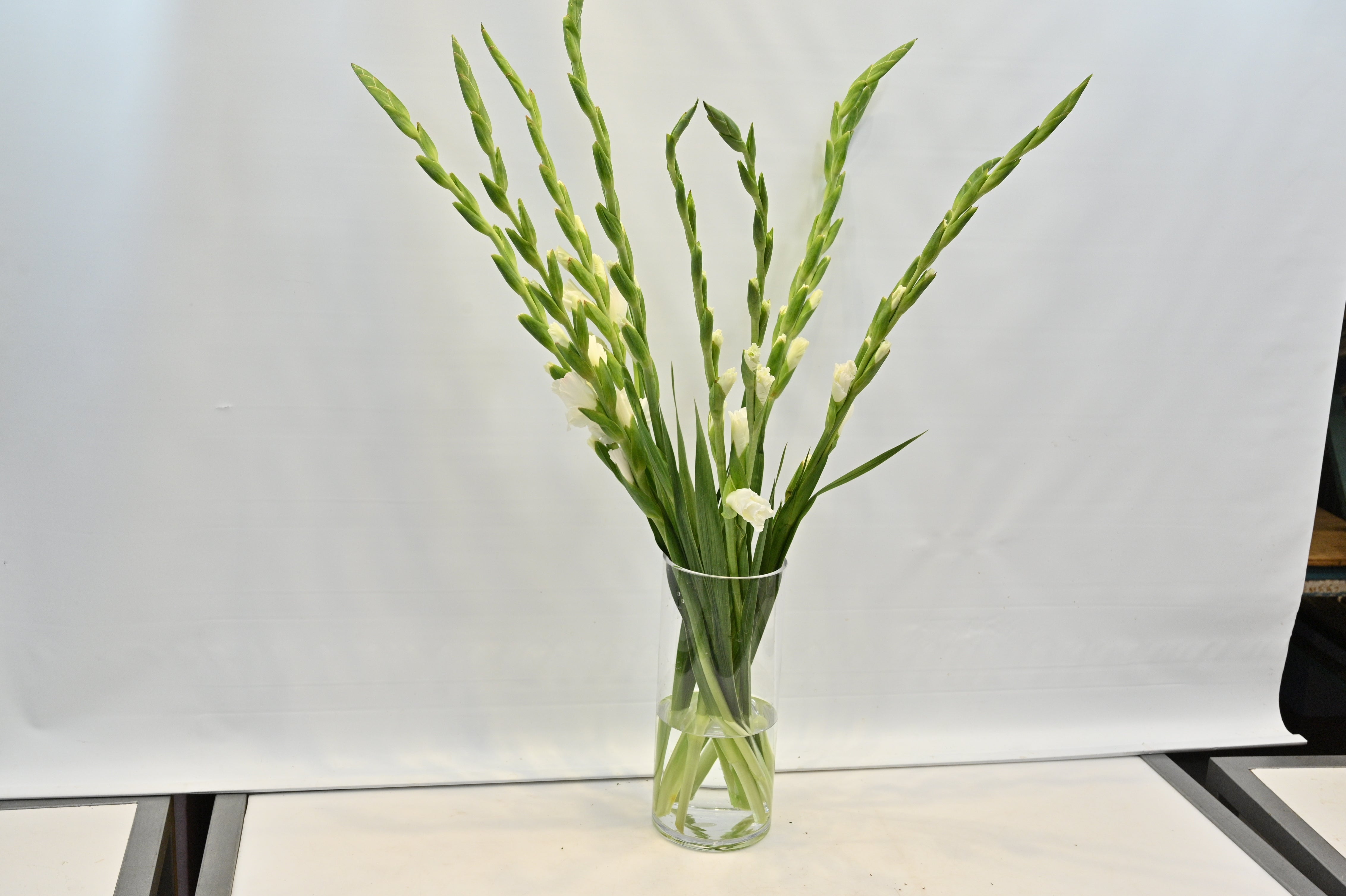 GLADIOLA WHITE Small