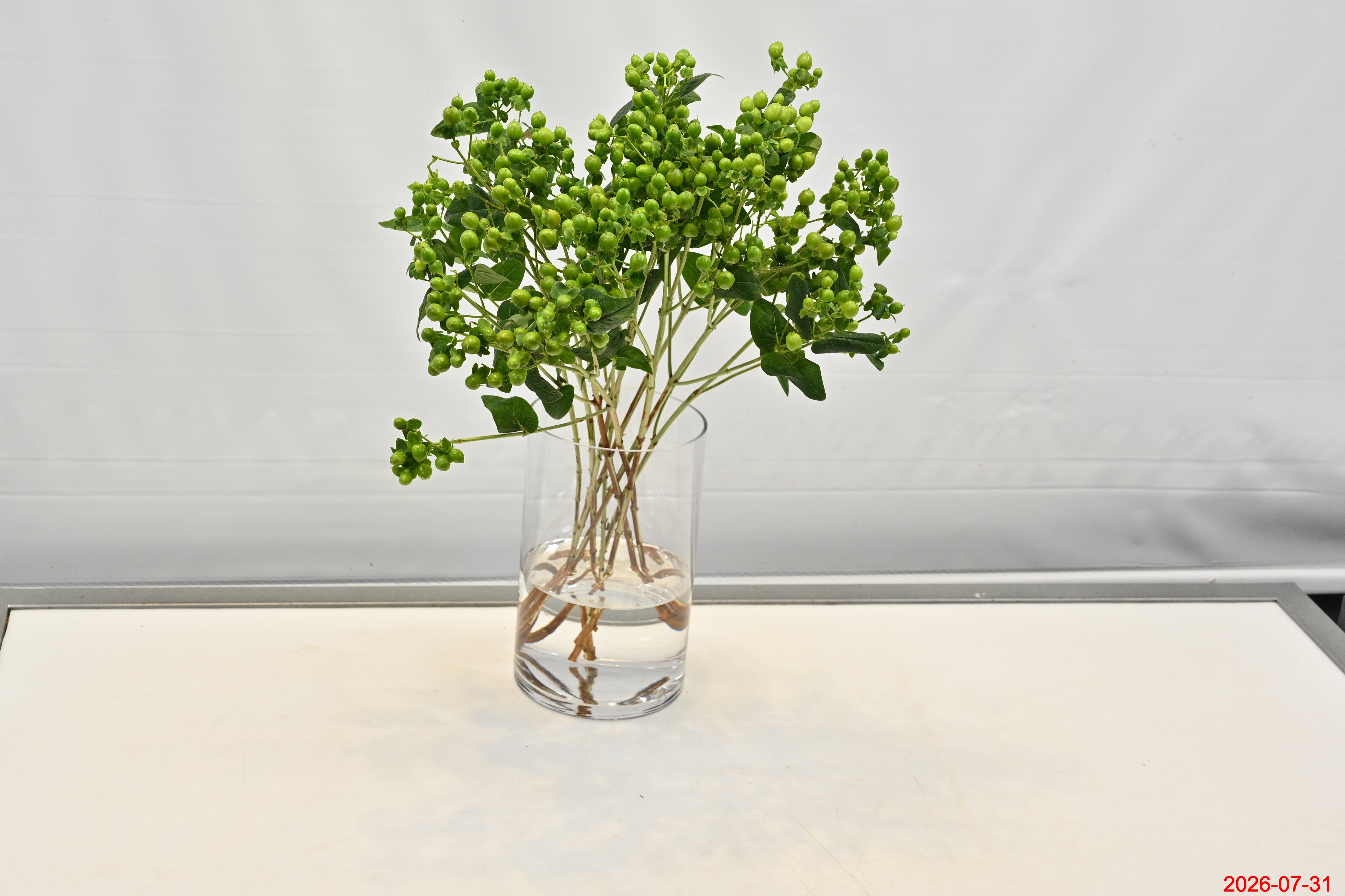 Hypericum Coco Bamboo Small