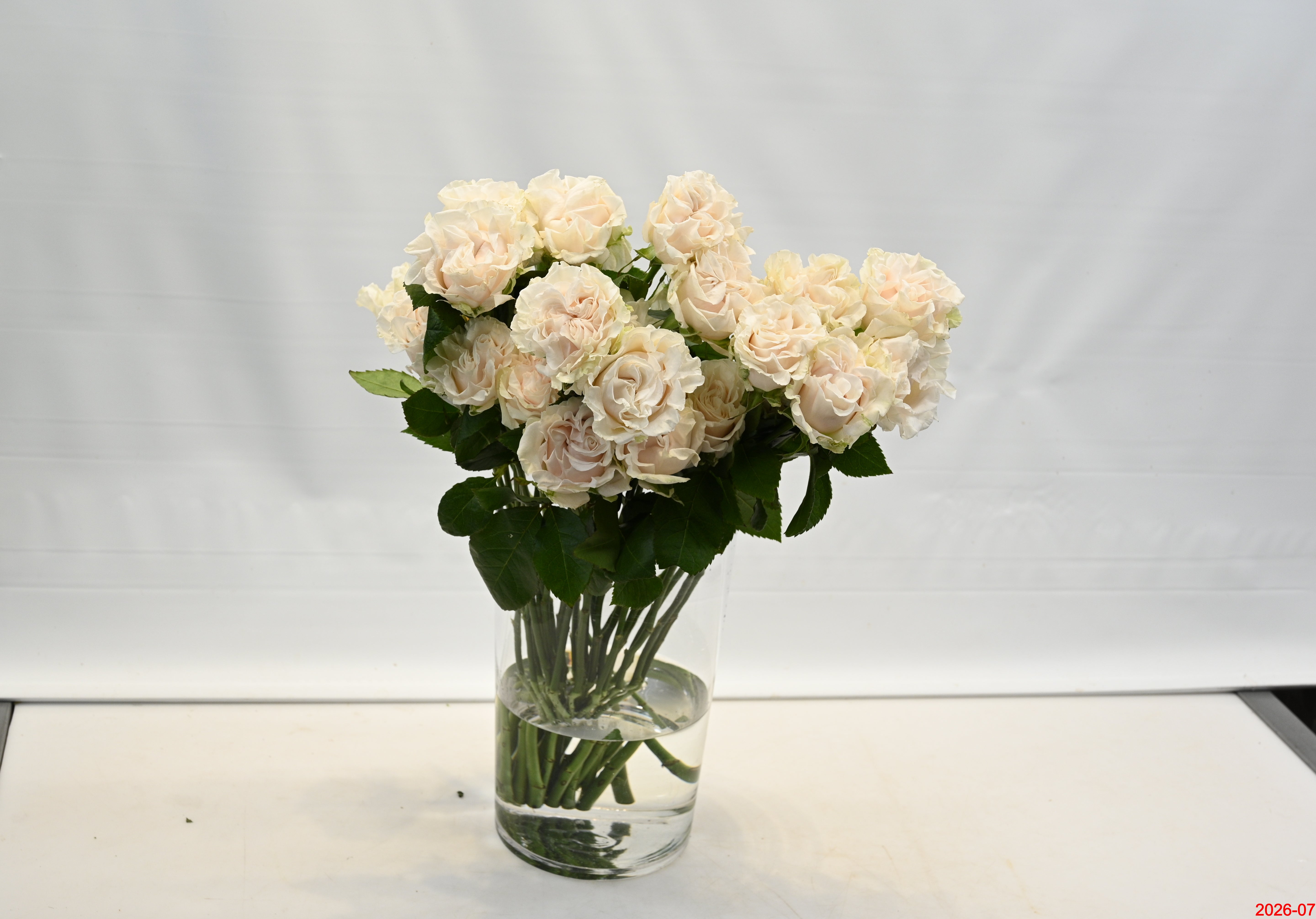 ROSE COTTON XPRESSION Small