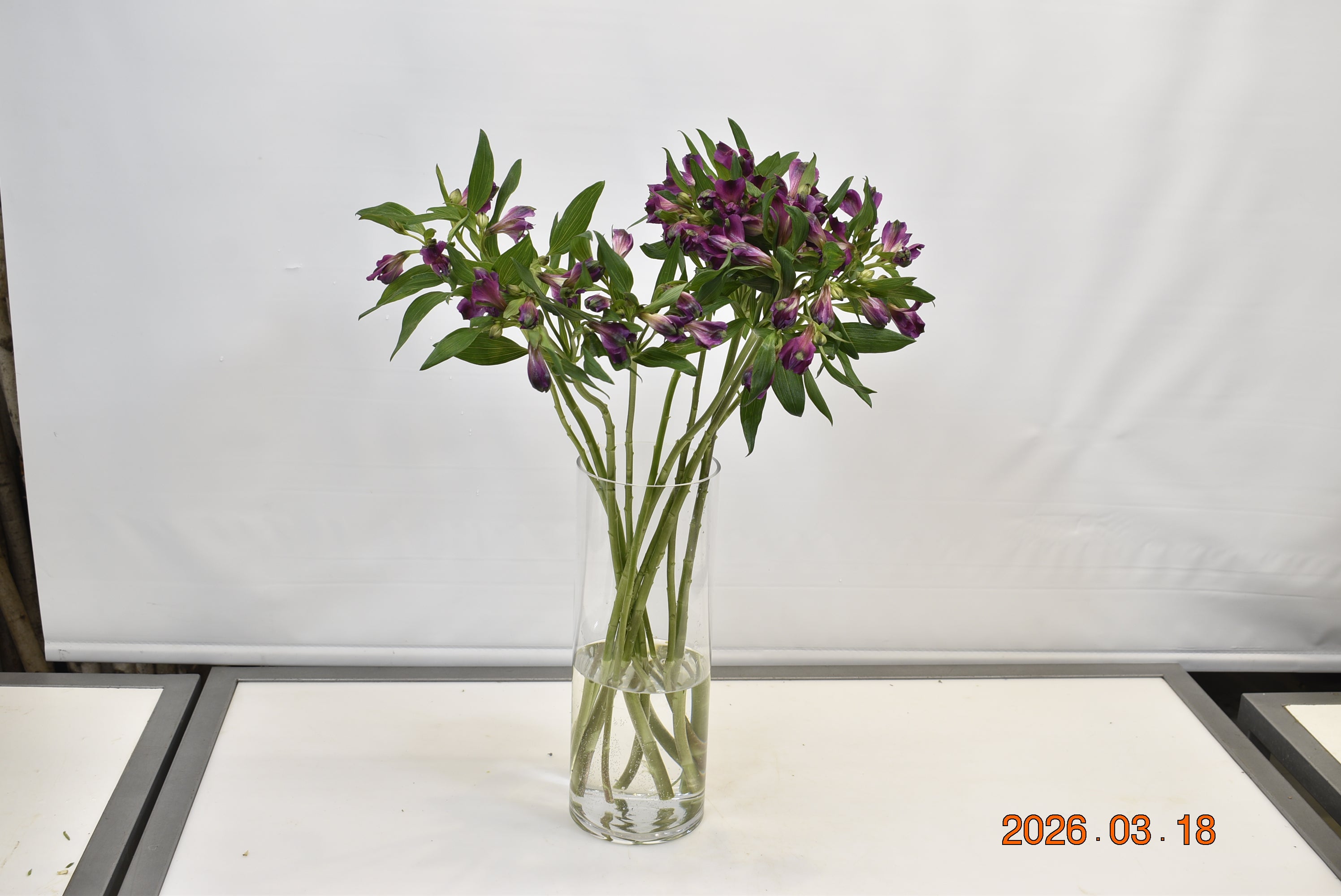 Alstroemeria Carline Small