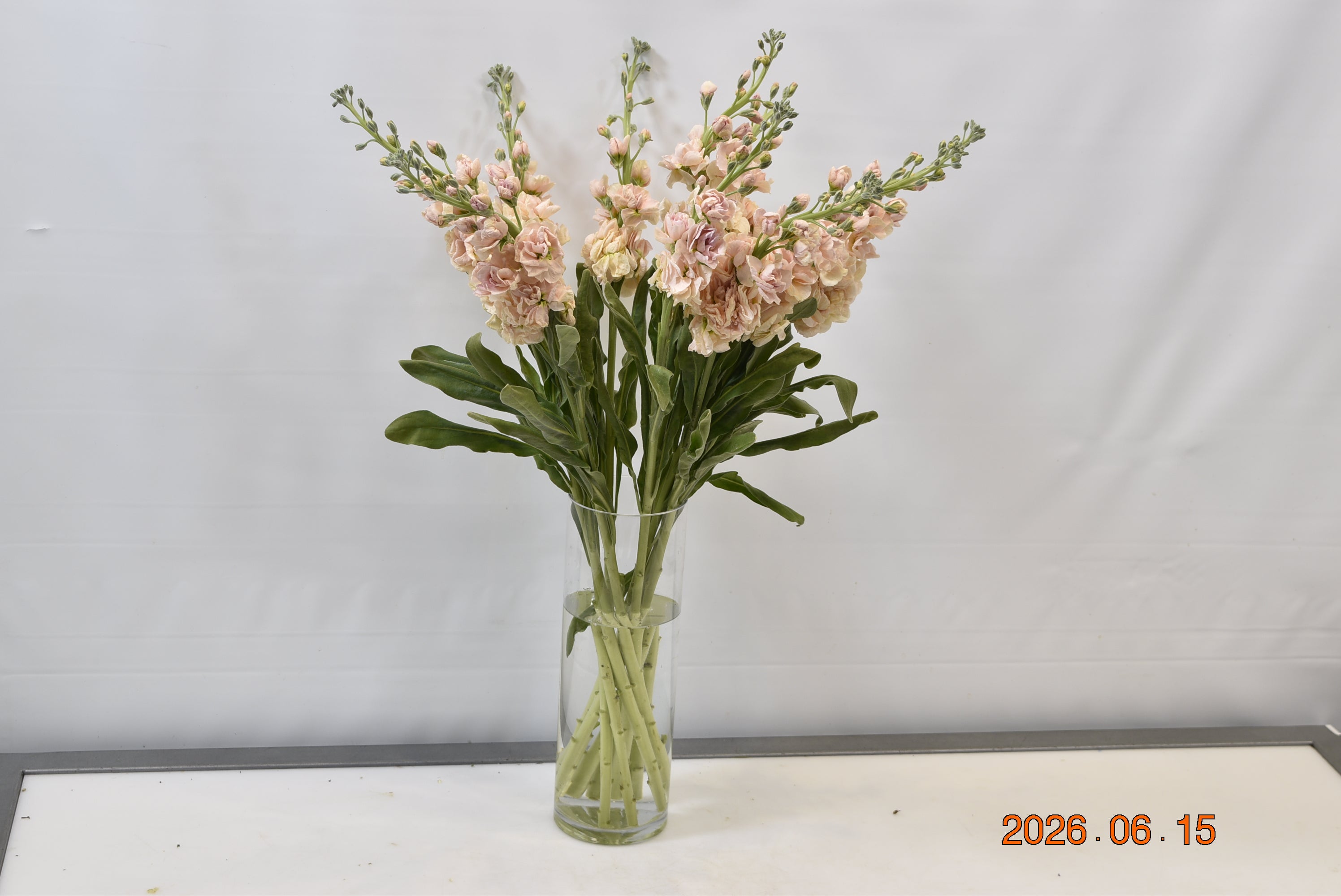 STOCK PEACH Small