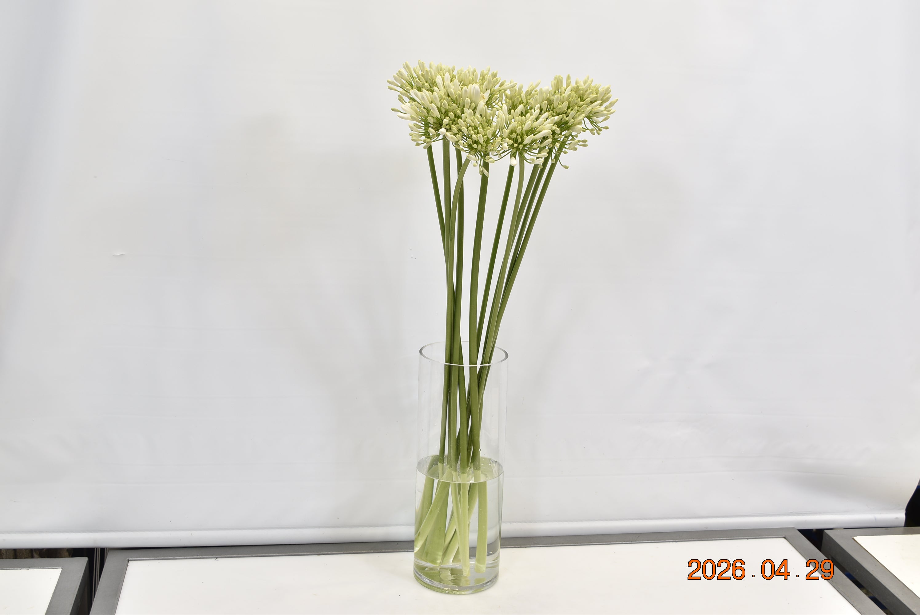 AGAPANTHUS WHITE Small
