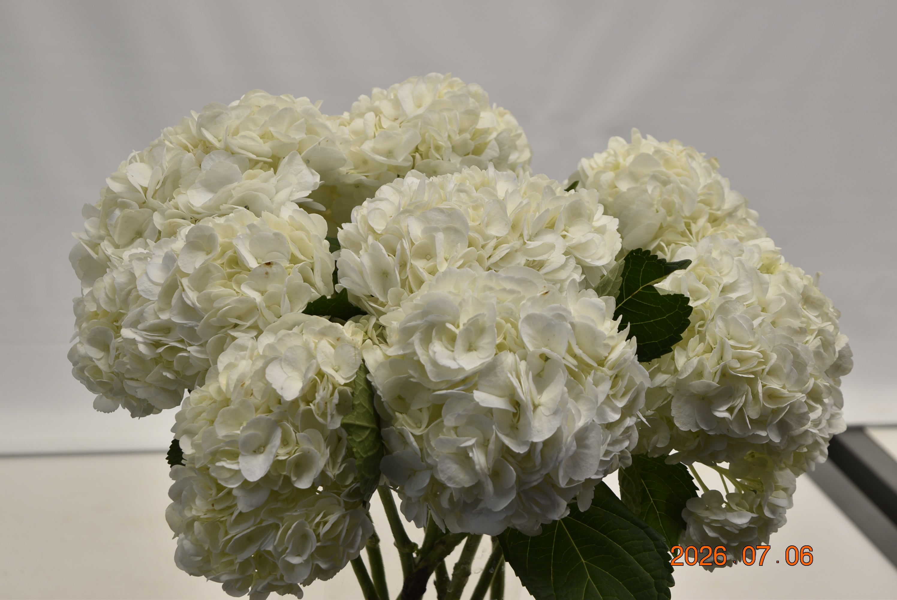 HYDRANGEA S. A. WHITE Small