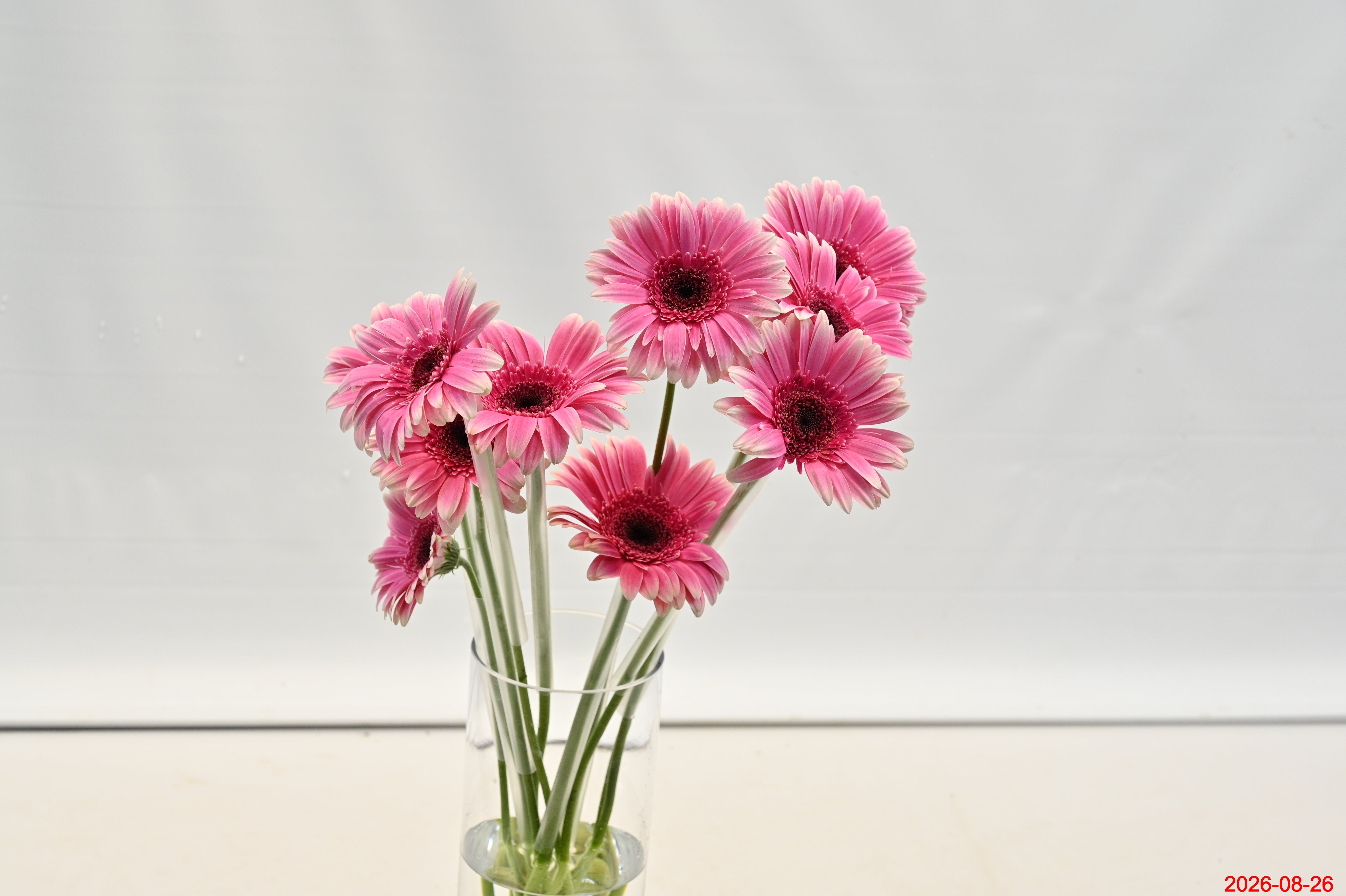 Gerbera Spin- Off Small