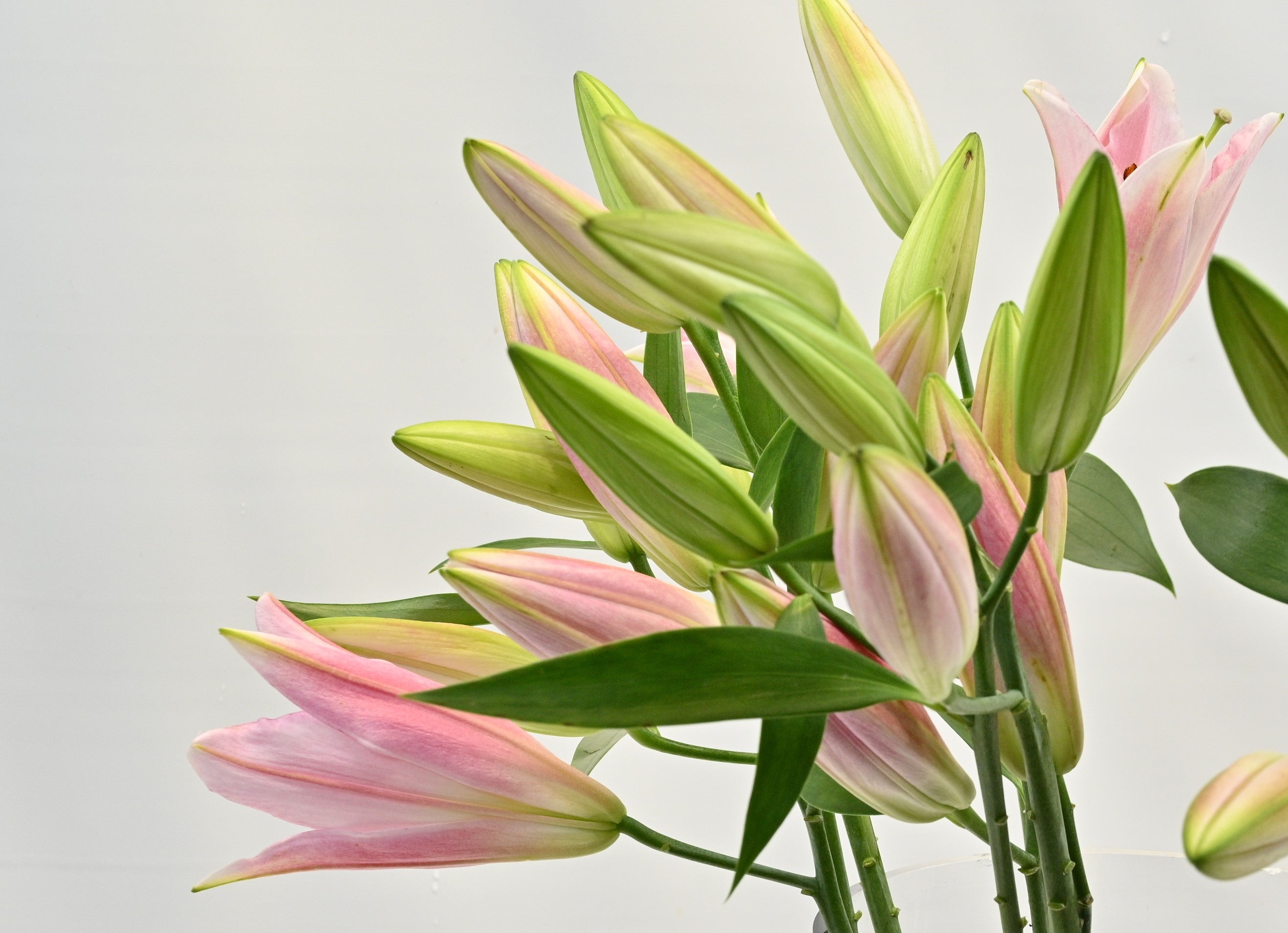 LILY ORIENTAL PINK 2/3 Small