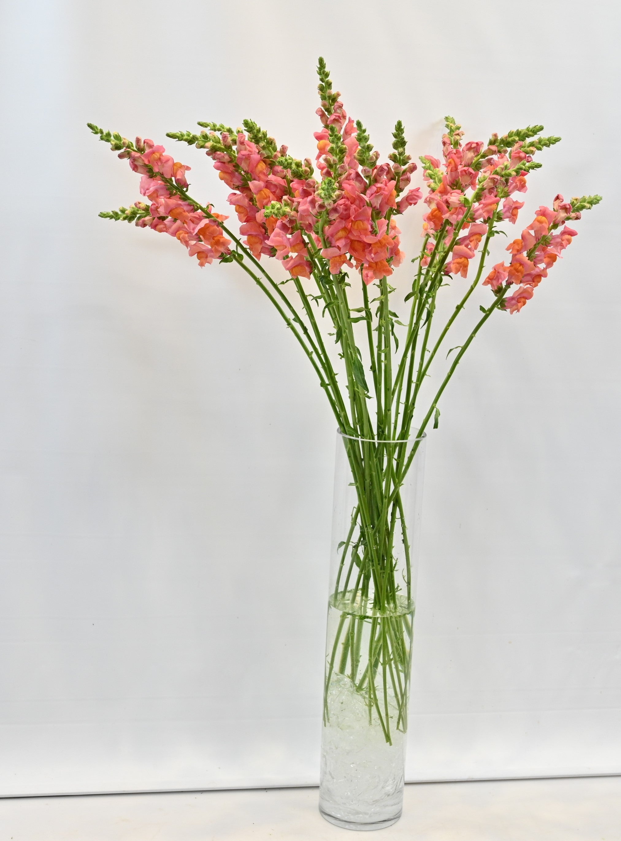 SNAPDRAGON ORANGE Small