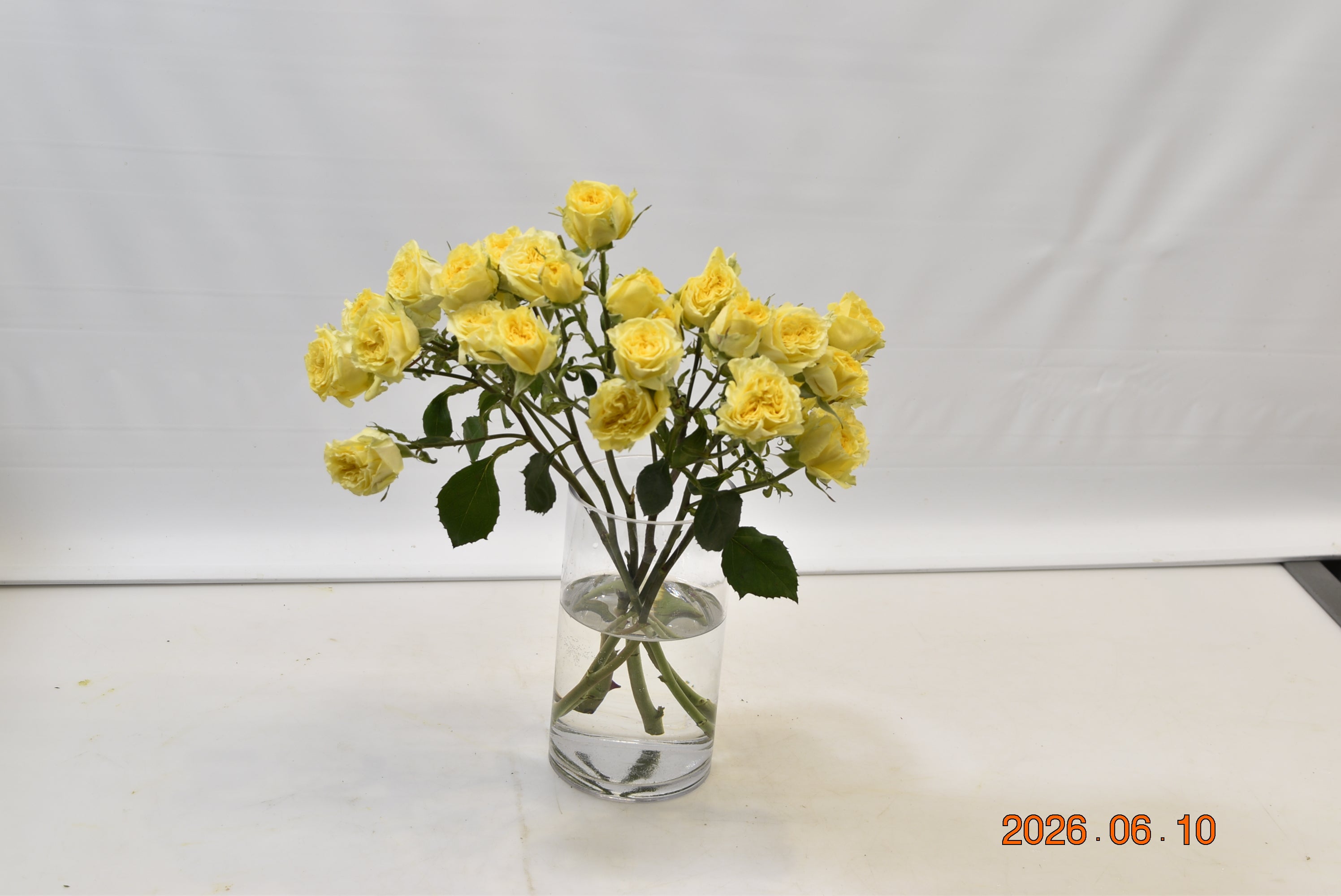 Rose Spray Fibonacci Giocanda Small