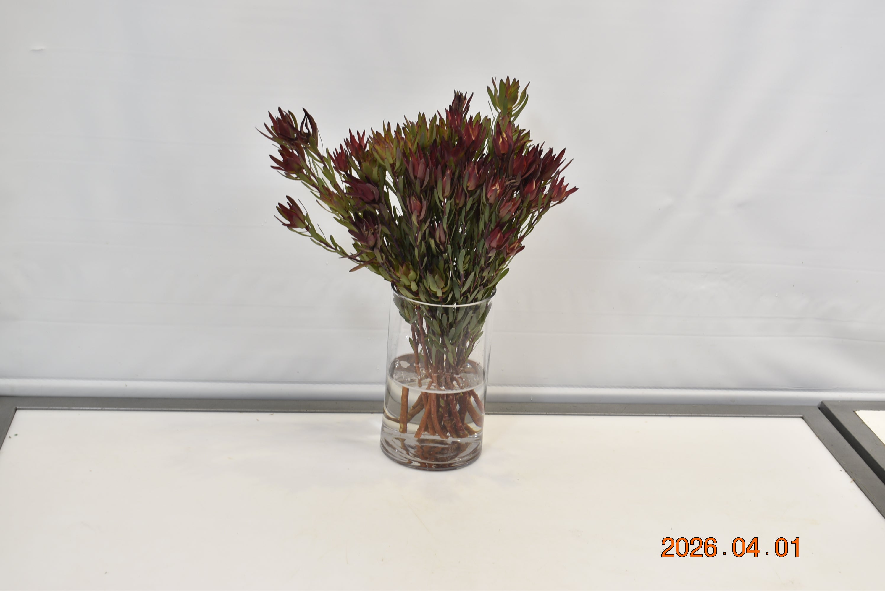 Leucadendron Safari  Spray Salignum Small