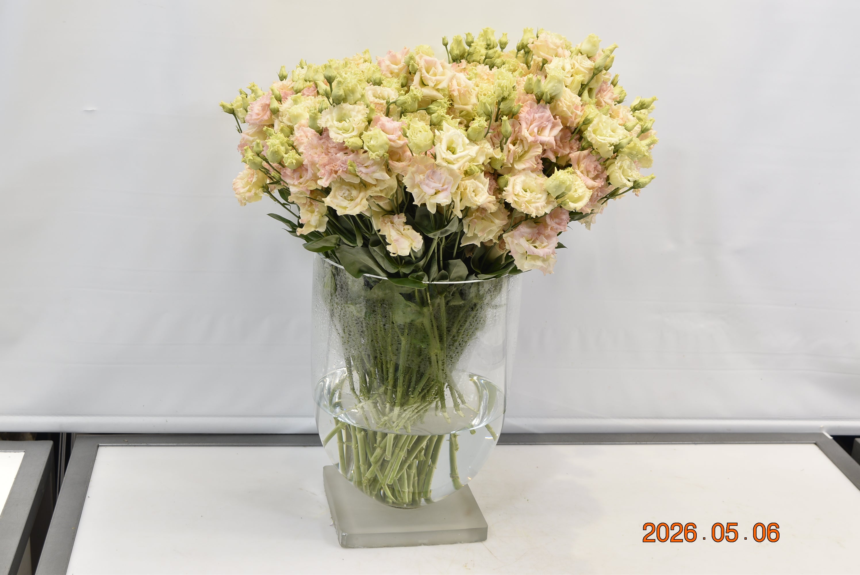 Lisianthus Dbl Alissa Champagne Small