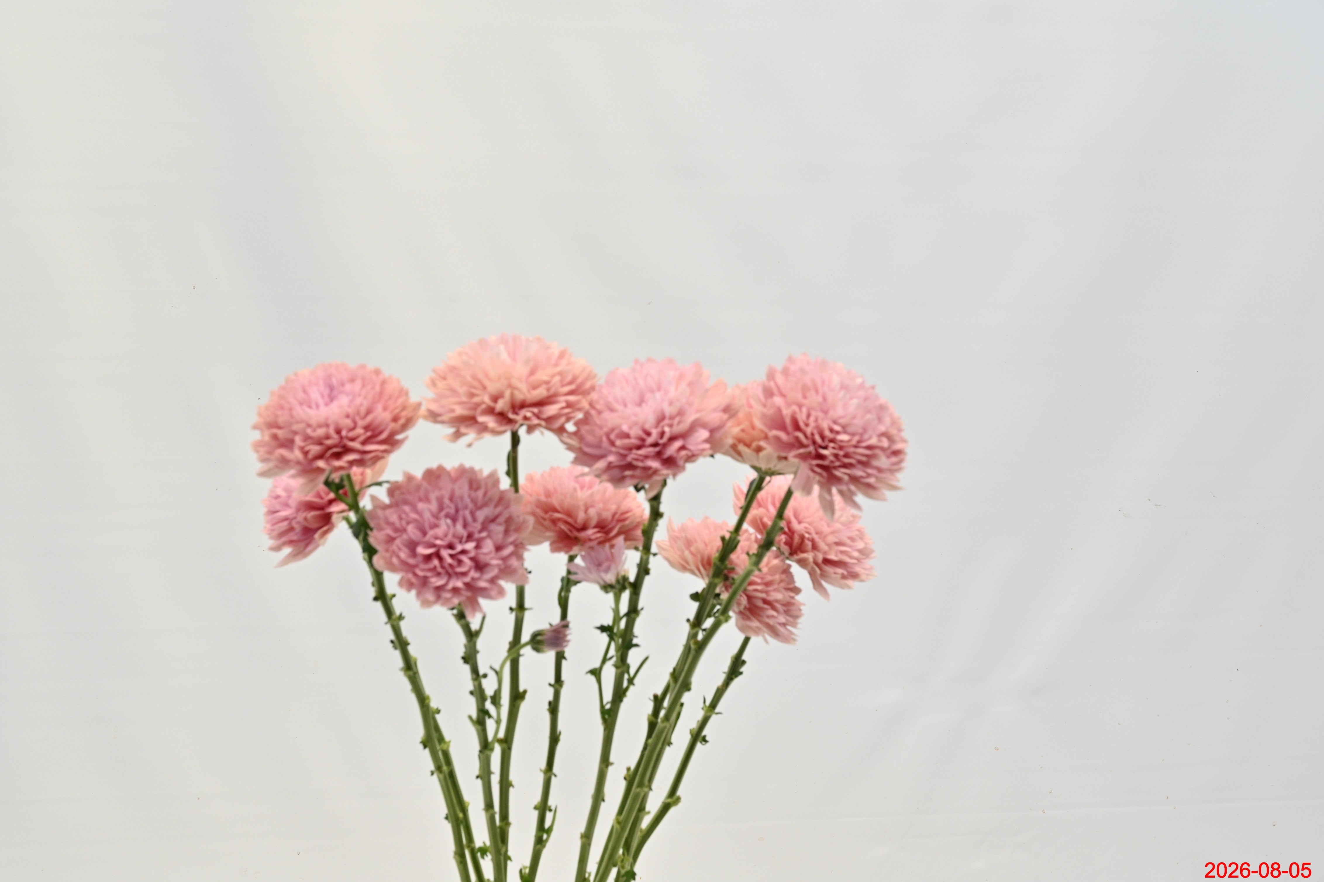 Cremone Boda Small