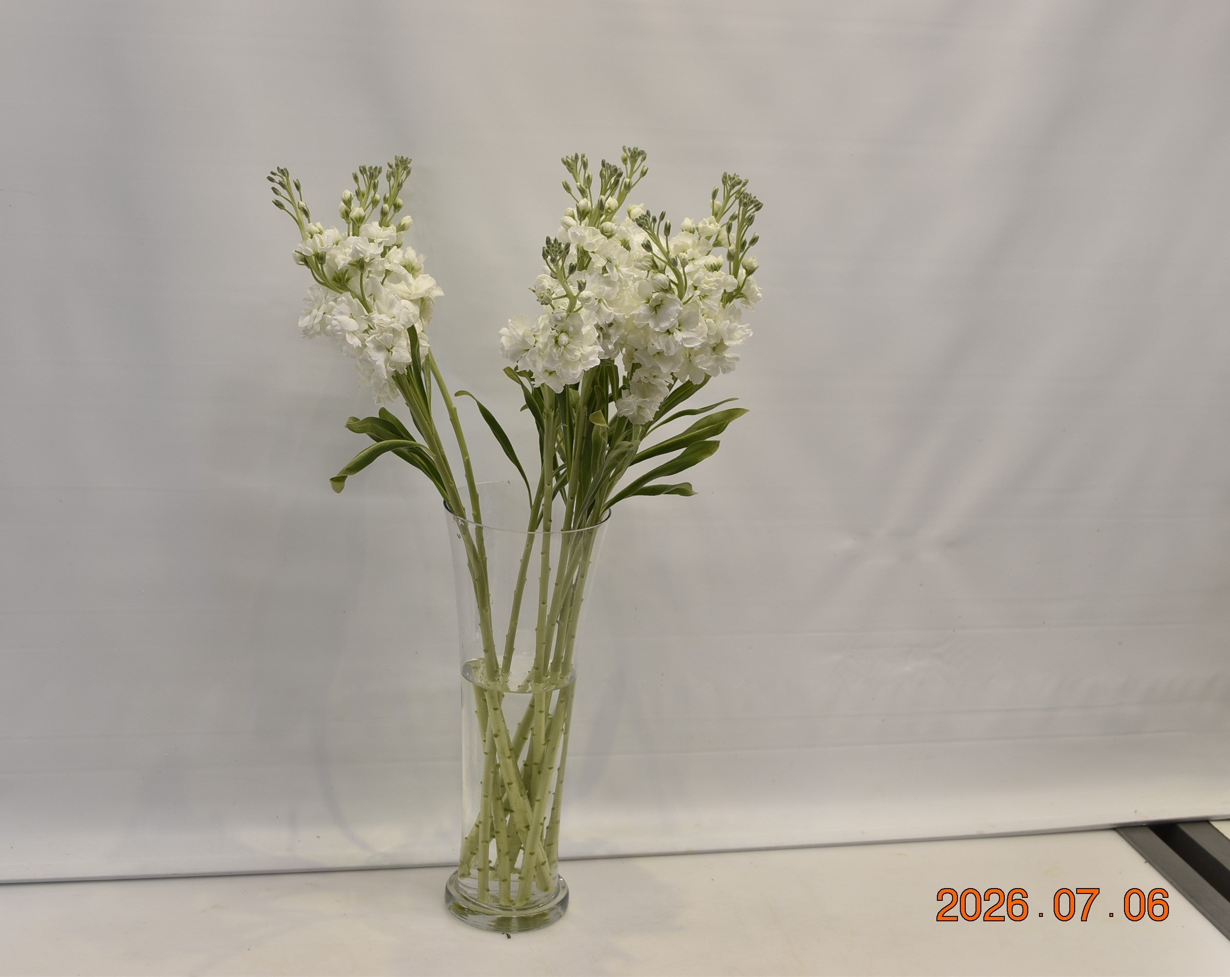 STOCK WHITE Small