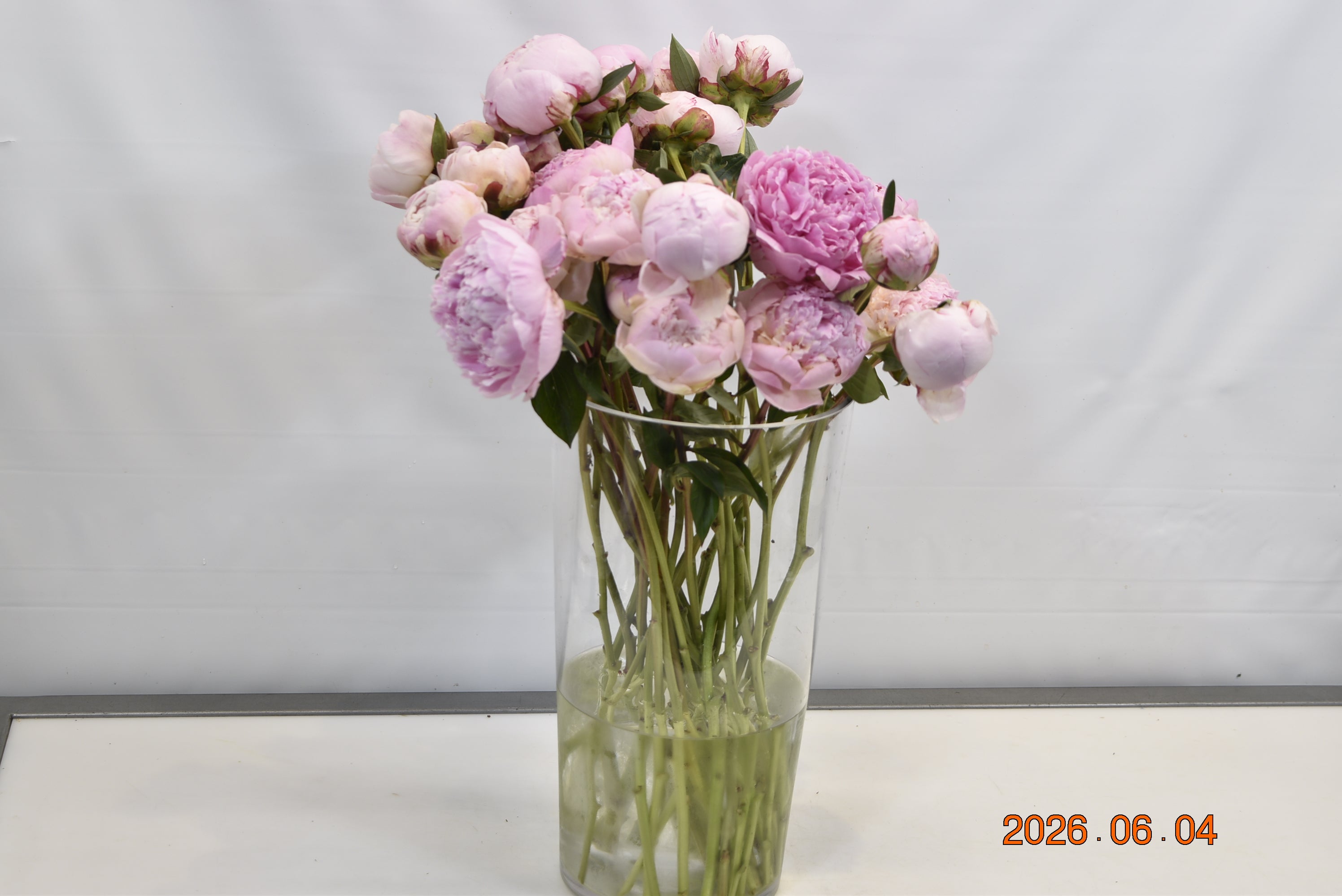 PEONY SARAH BERNHARDT Small