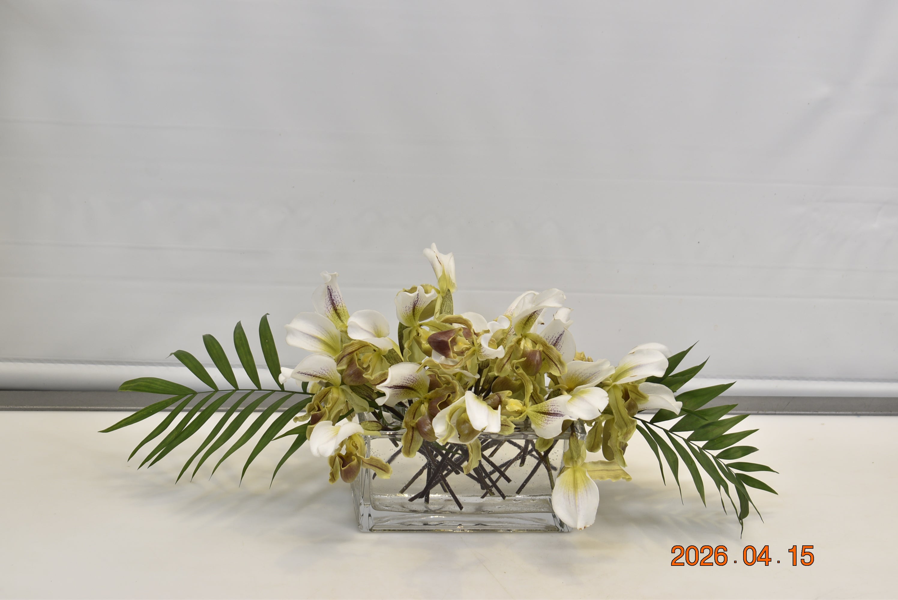 ORCHID PAPHIOPEDILUMl Small