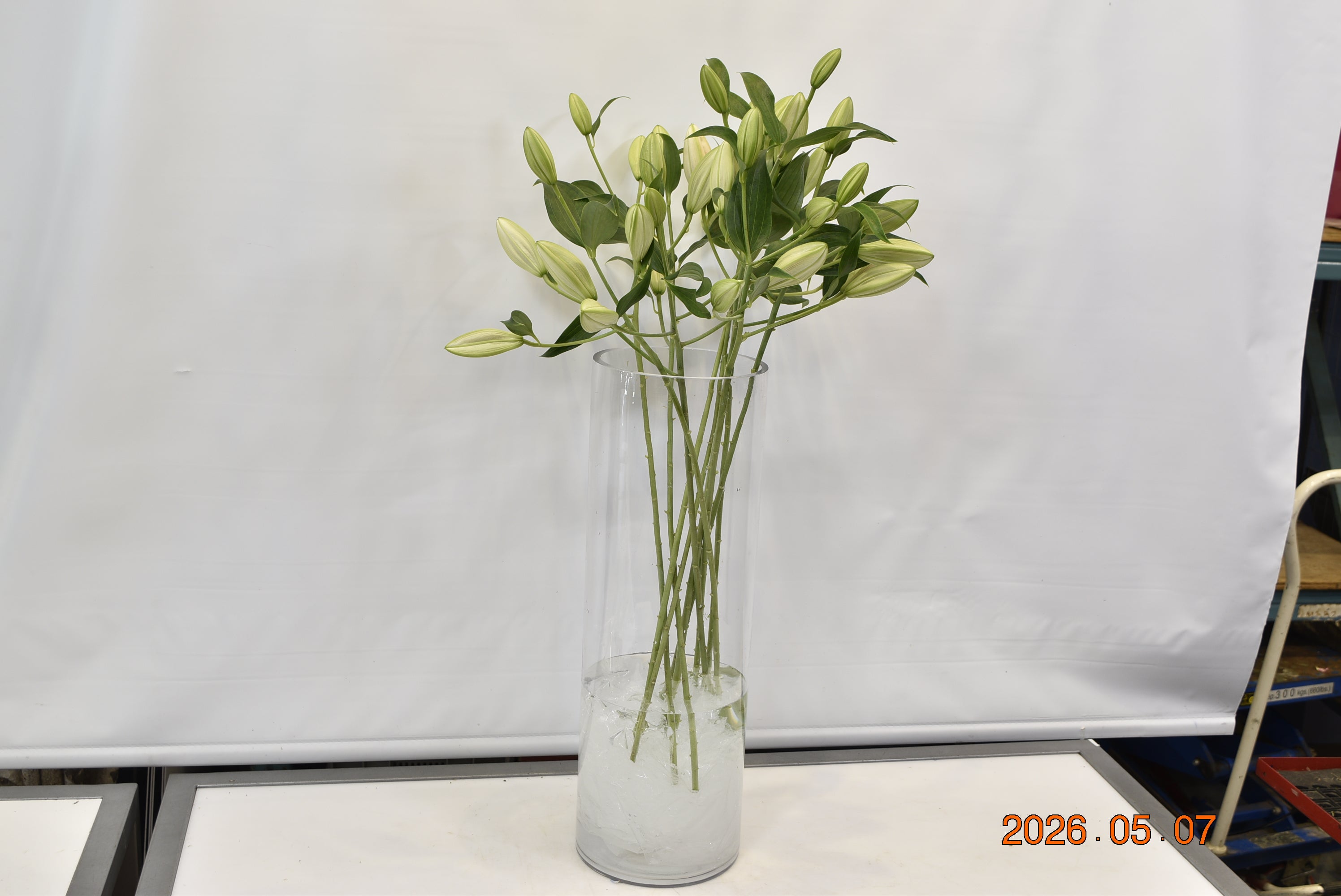 LILY ORIENTAL SORBONNE 4/5 Small