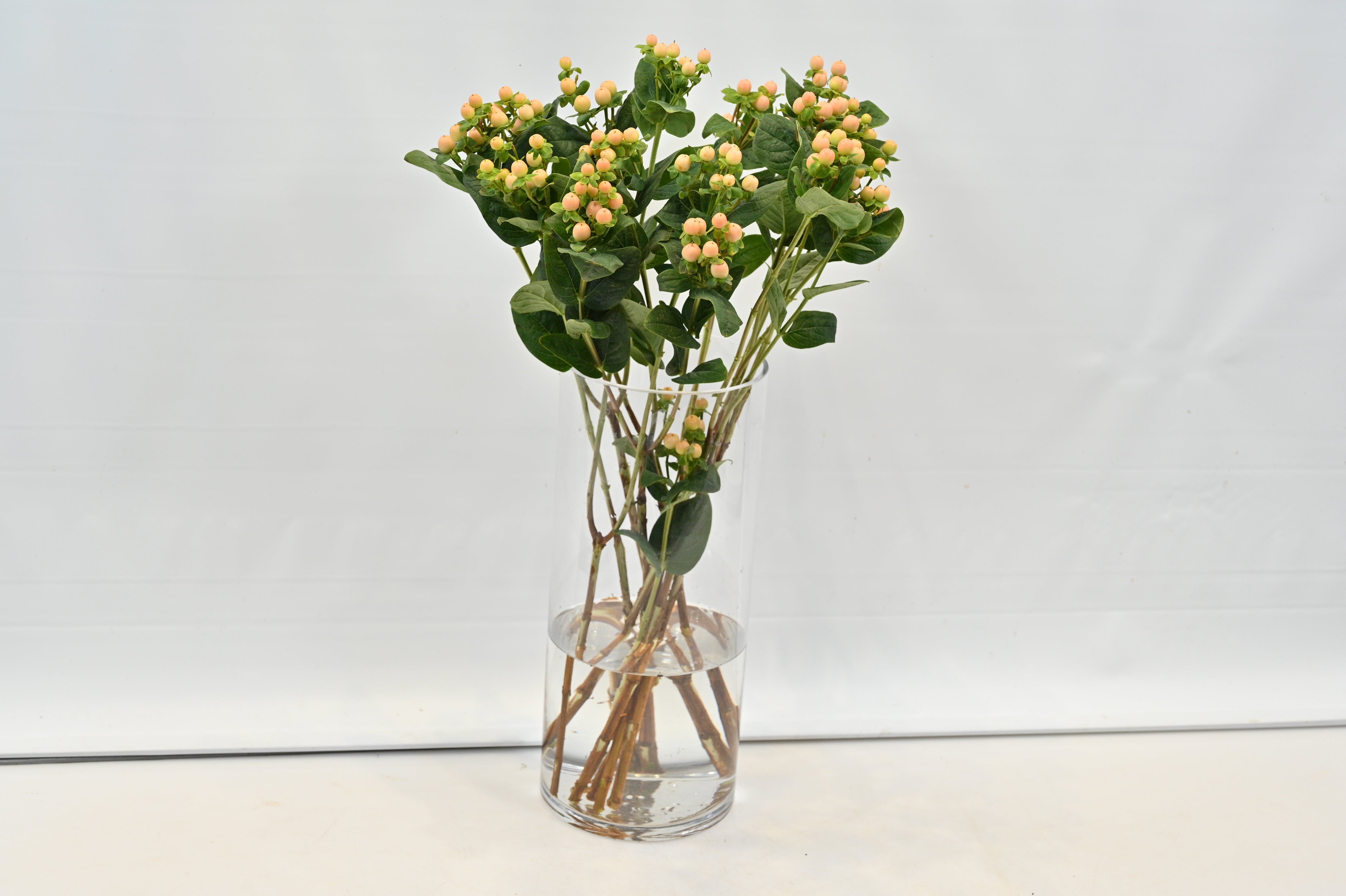 HYPERICUM MELLOW ROMANCE Small