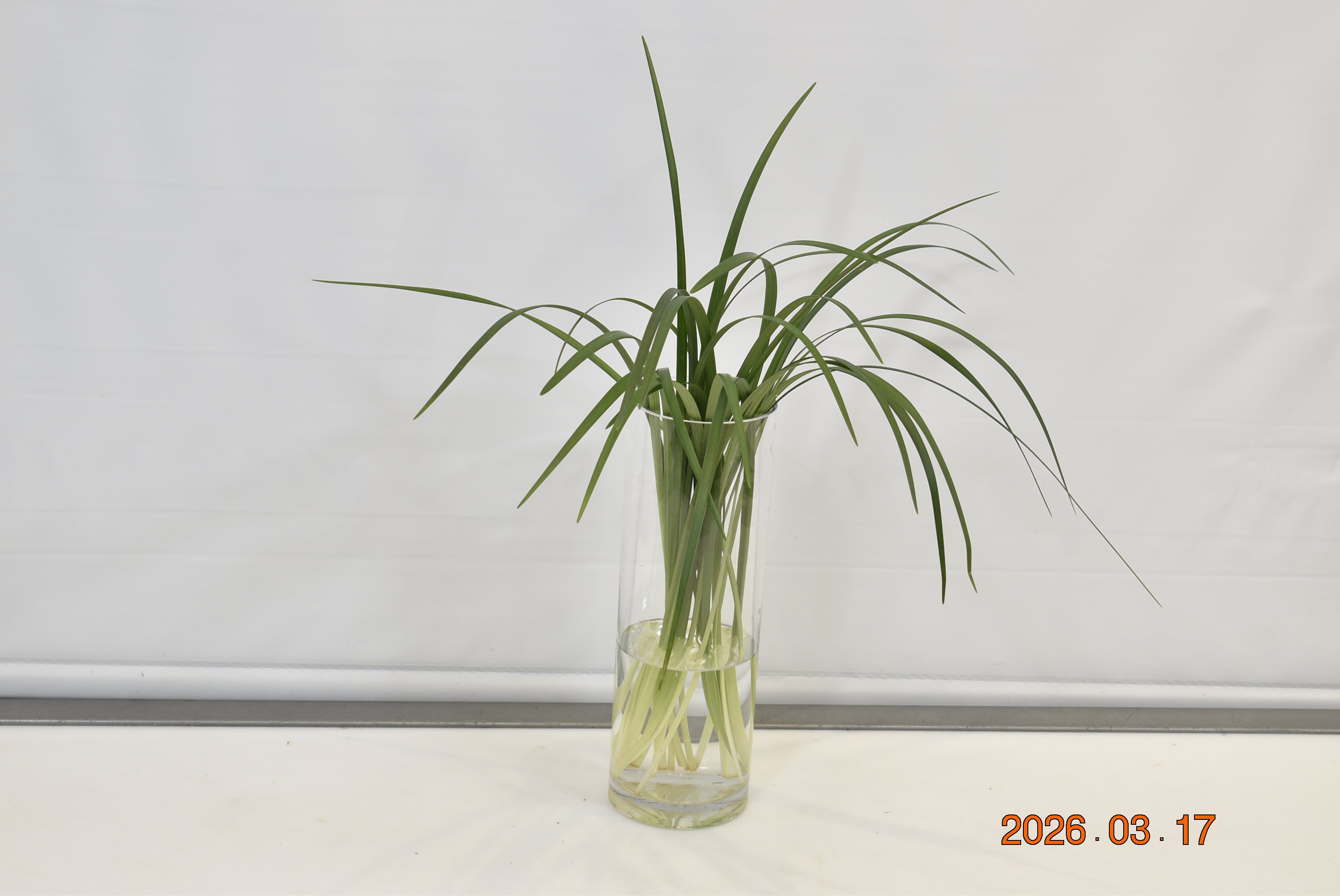 LILY GRASS 30g Small