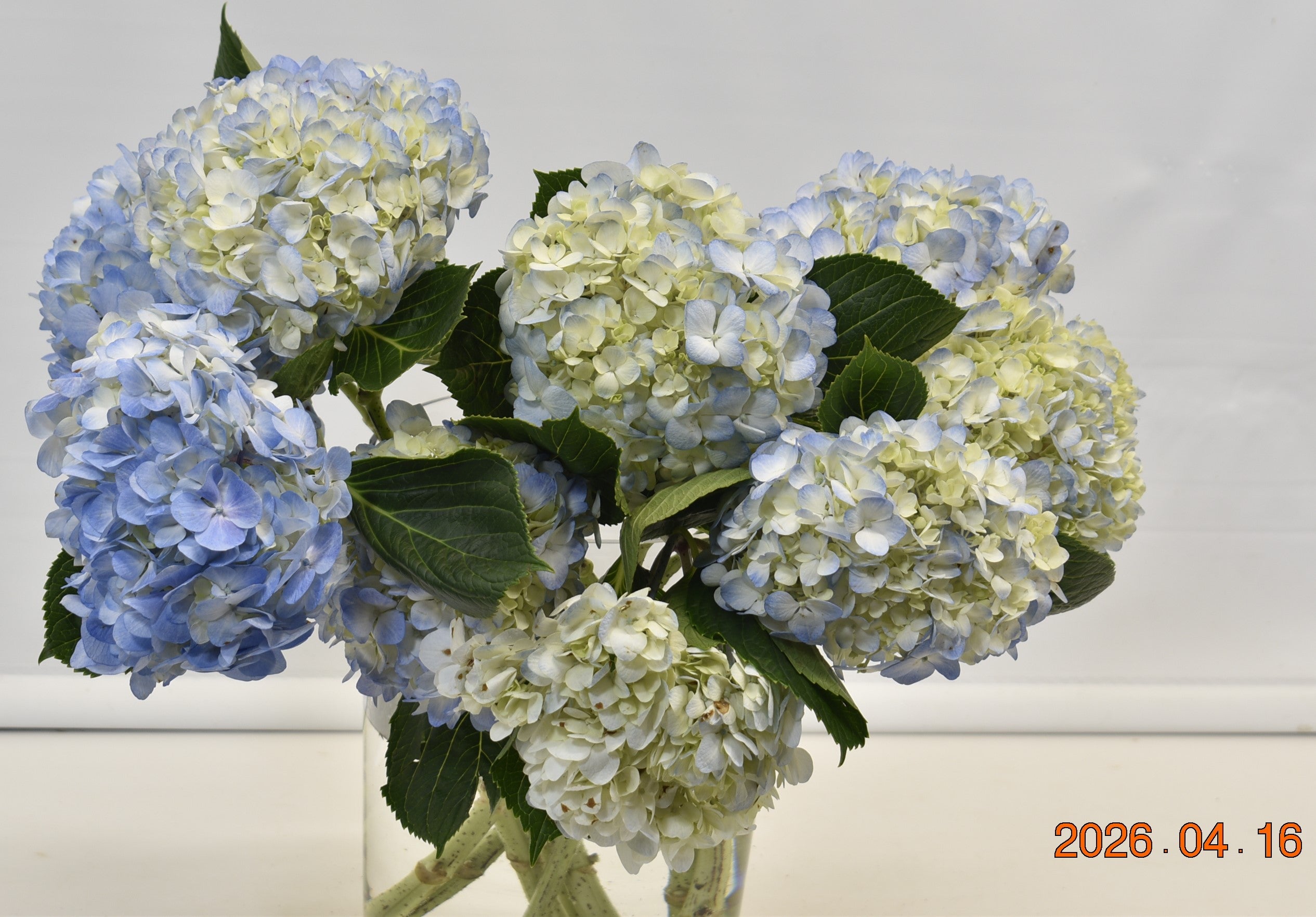 HYDRANGEA SHOCKING BLUE Small