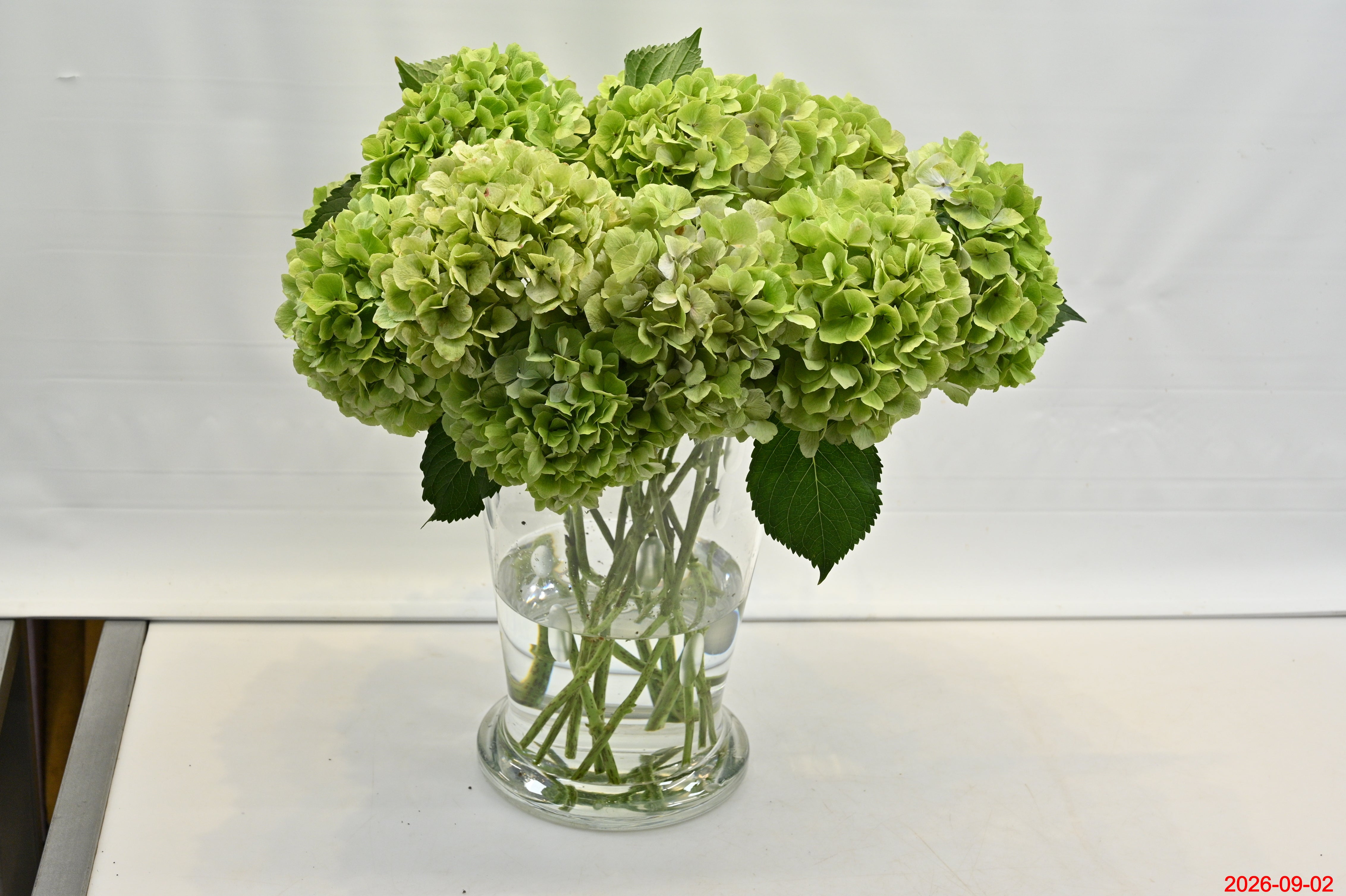 HYDRANGEA NOVELTY Small