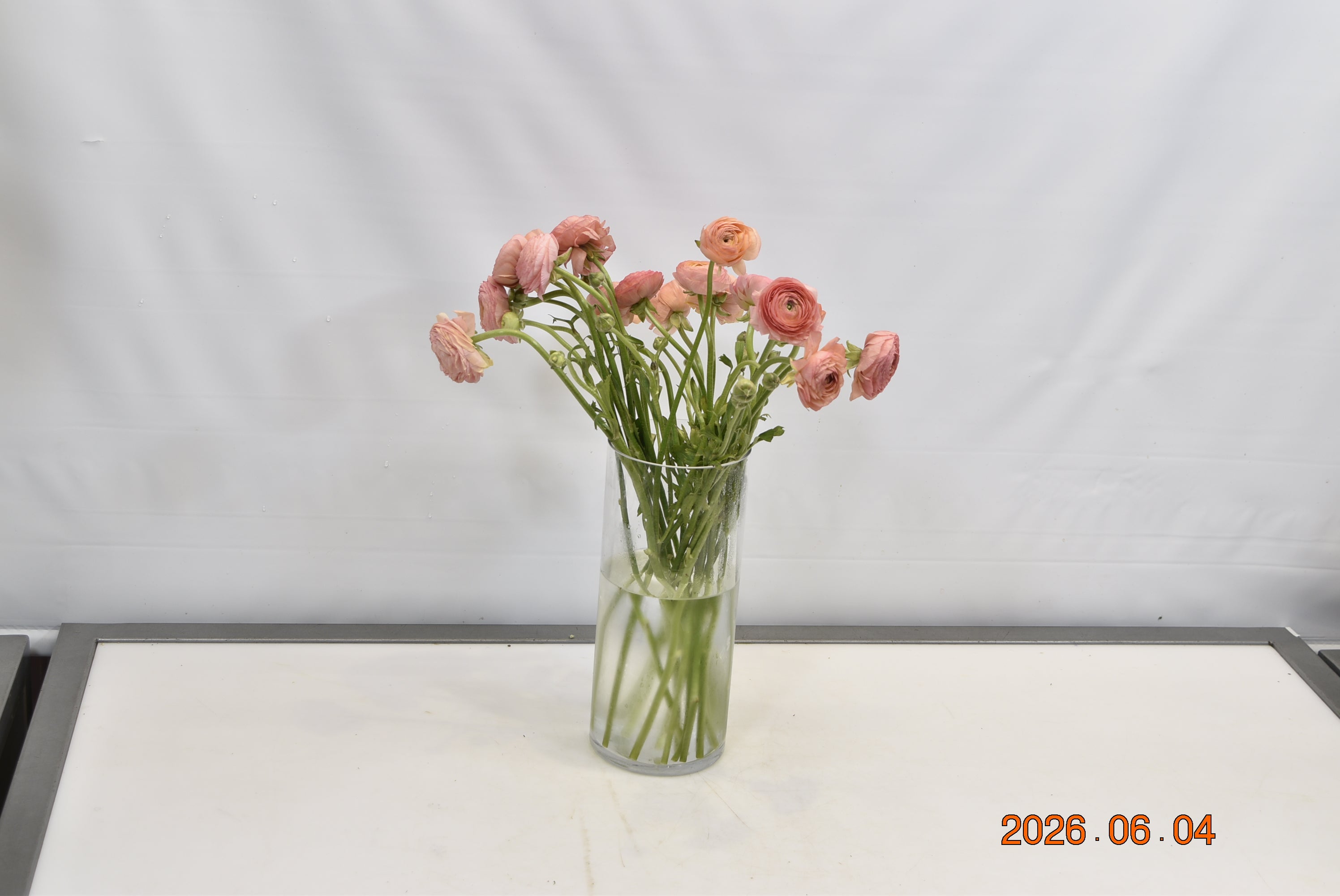 RANUNCULUS SALMON Small