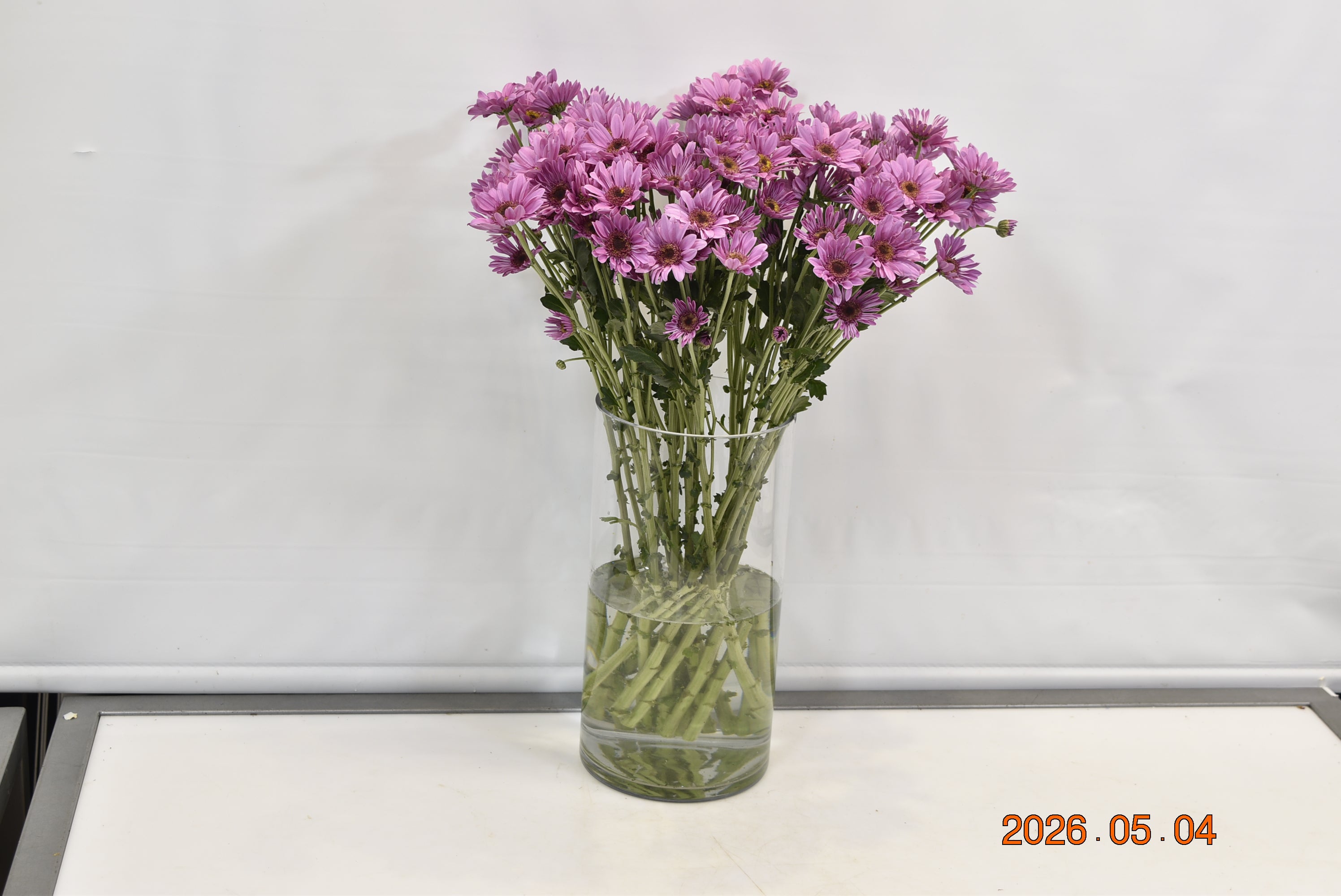 CHRYSANTHEMUM DARK AMAZE Small