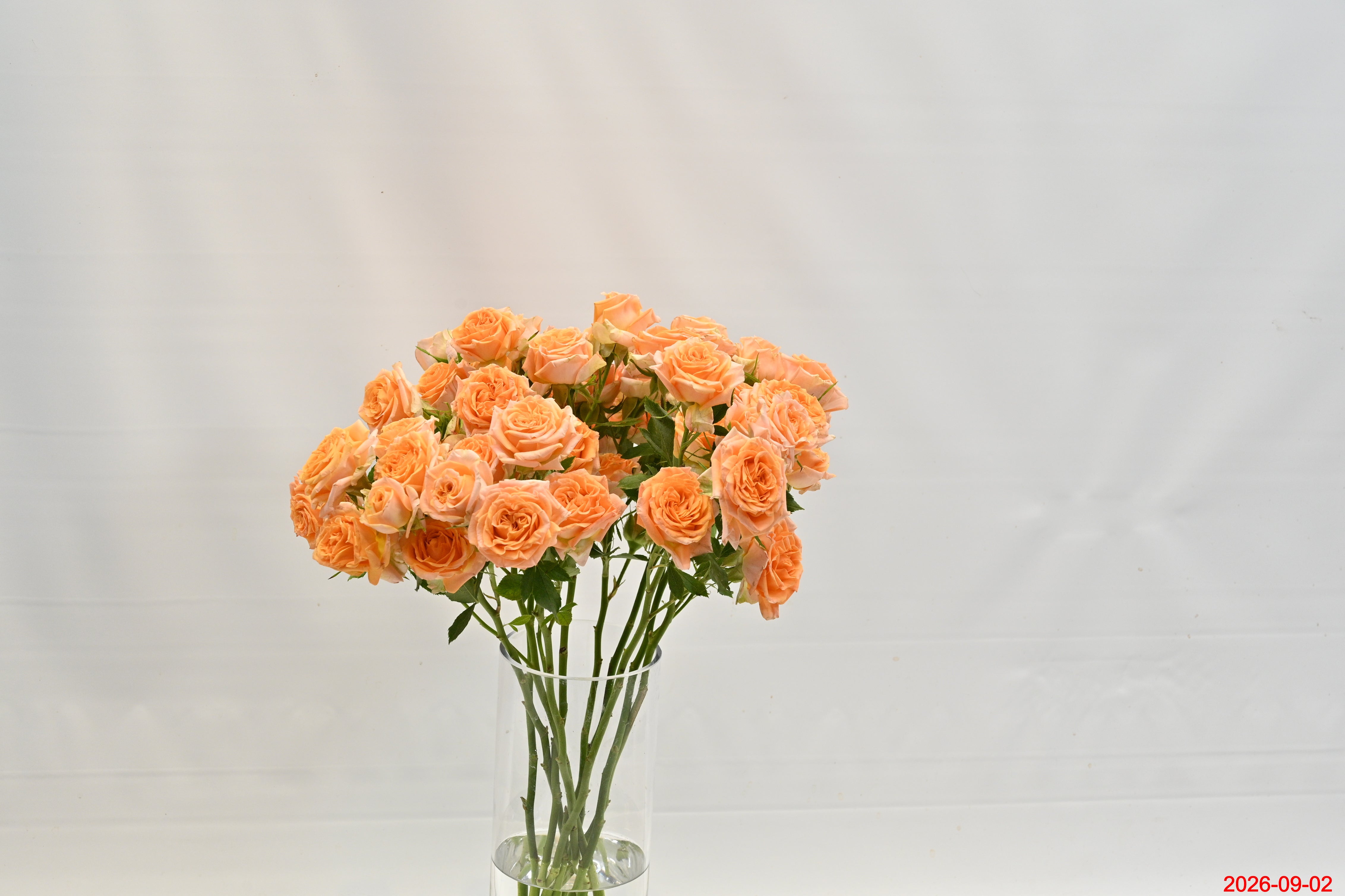 Rose Spray Fibonacci Aureus Small