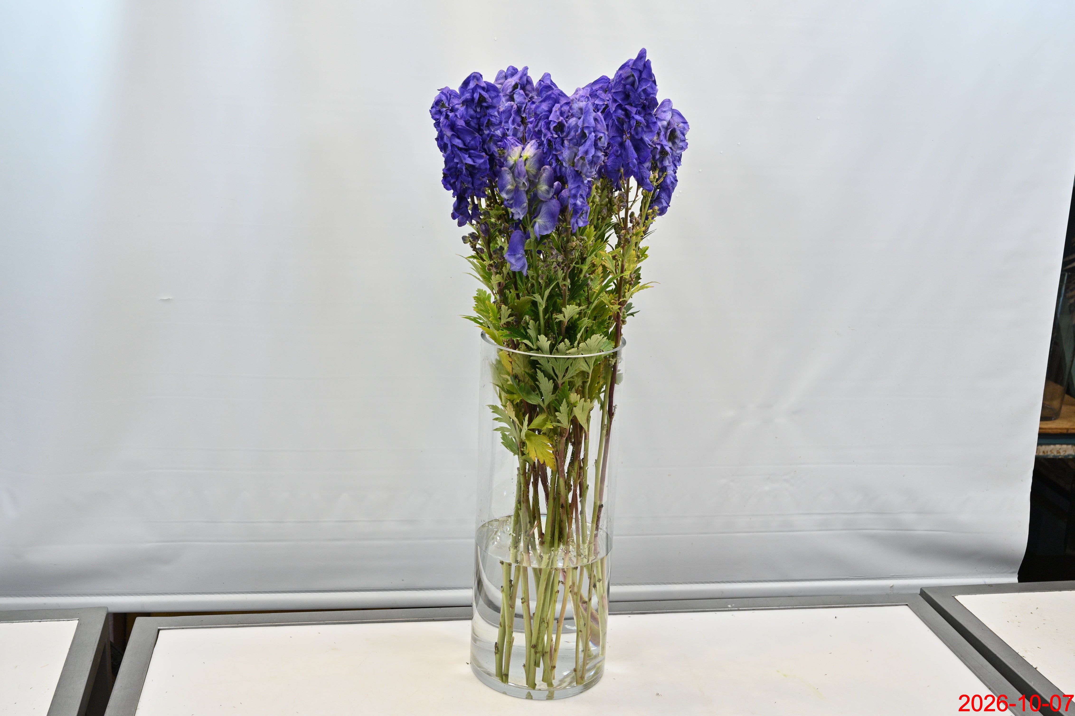 MONKSHOOD Small