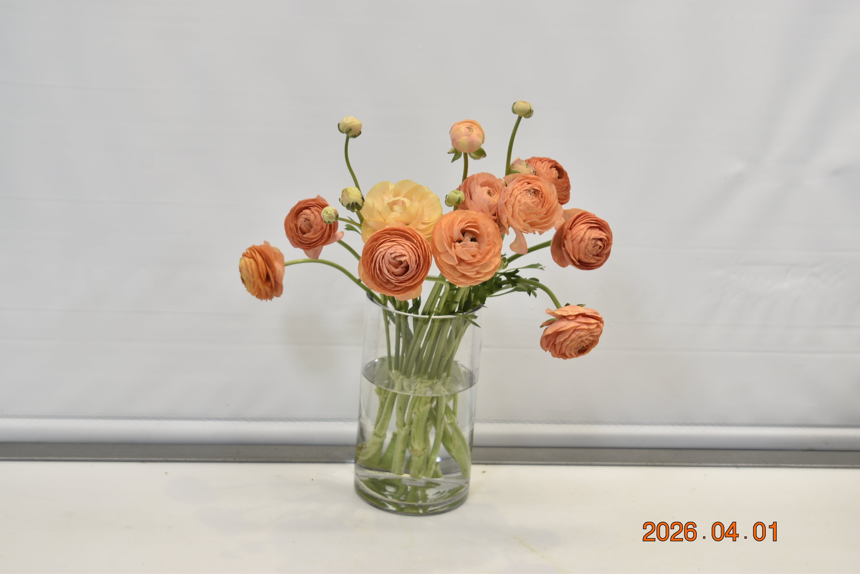 Ranunculus Orange Small
