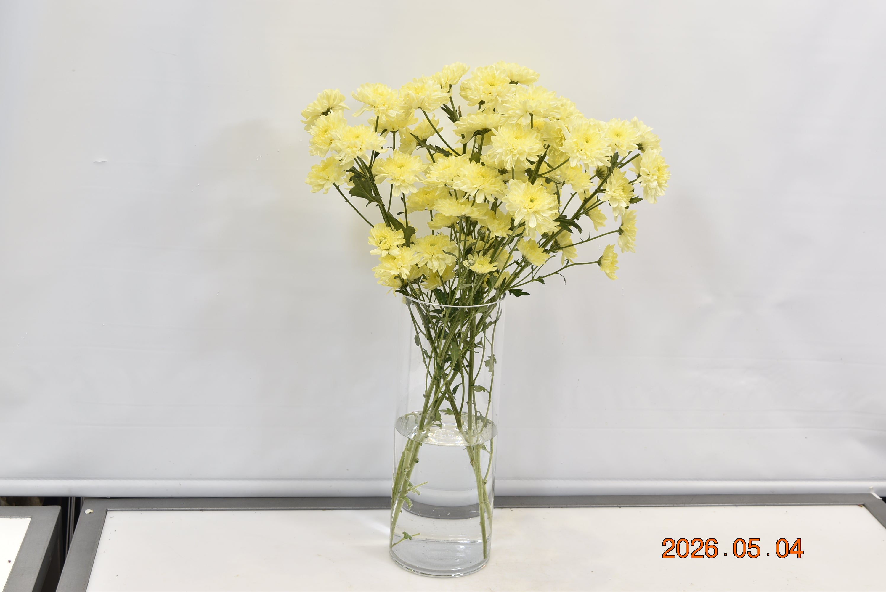 CHRYSANTHEMUM YELLOW FLATS Small