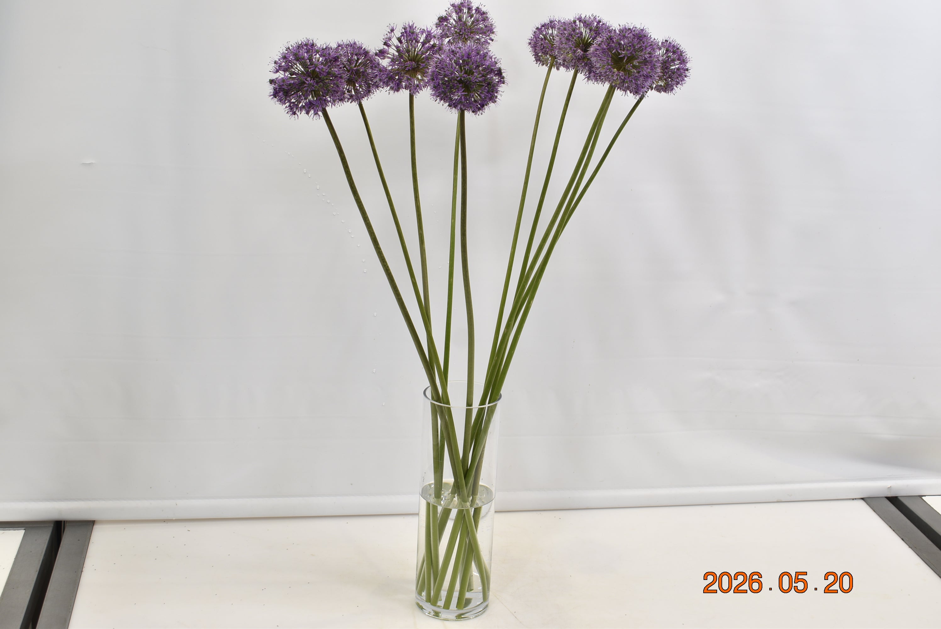 ALLIUM GLADIATOR Small
