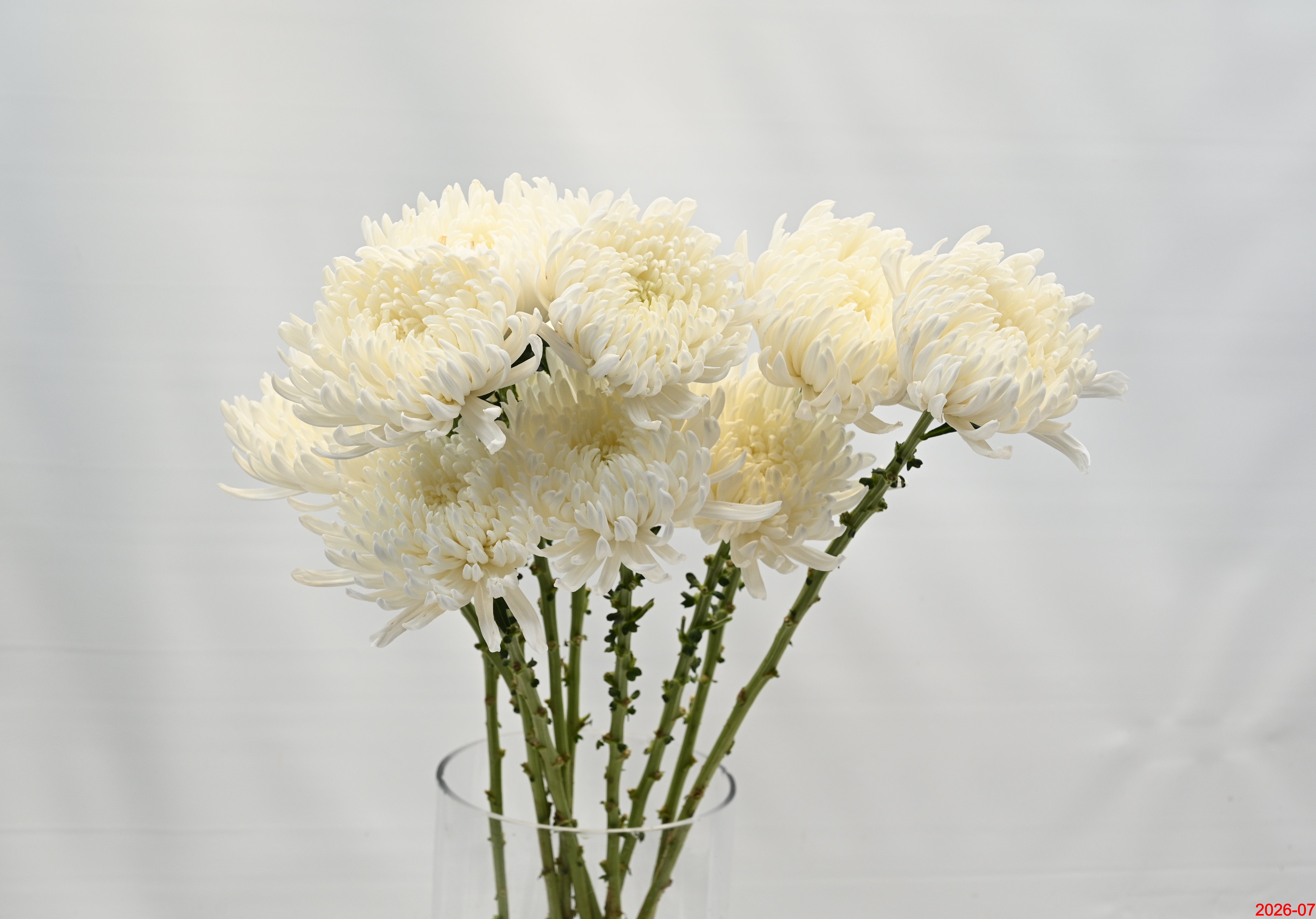 CREMONE GAGARIN Small