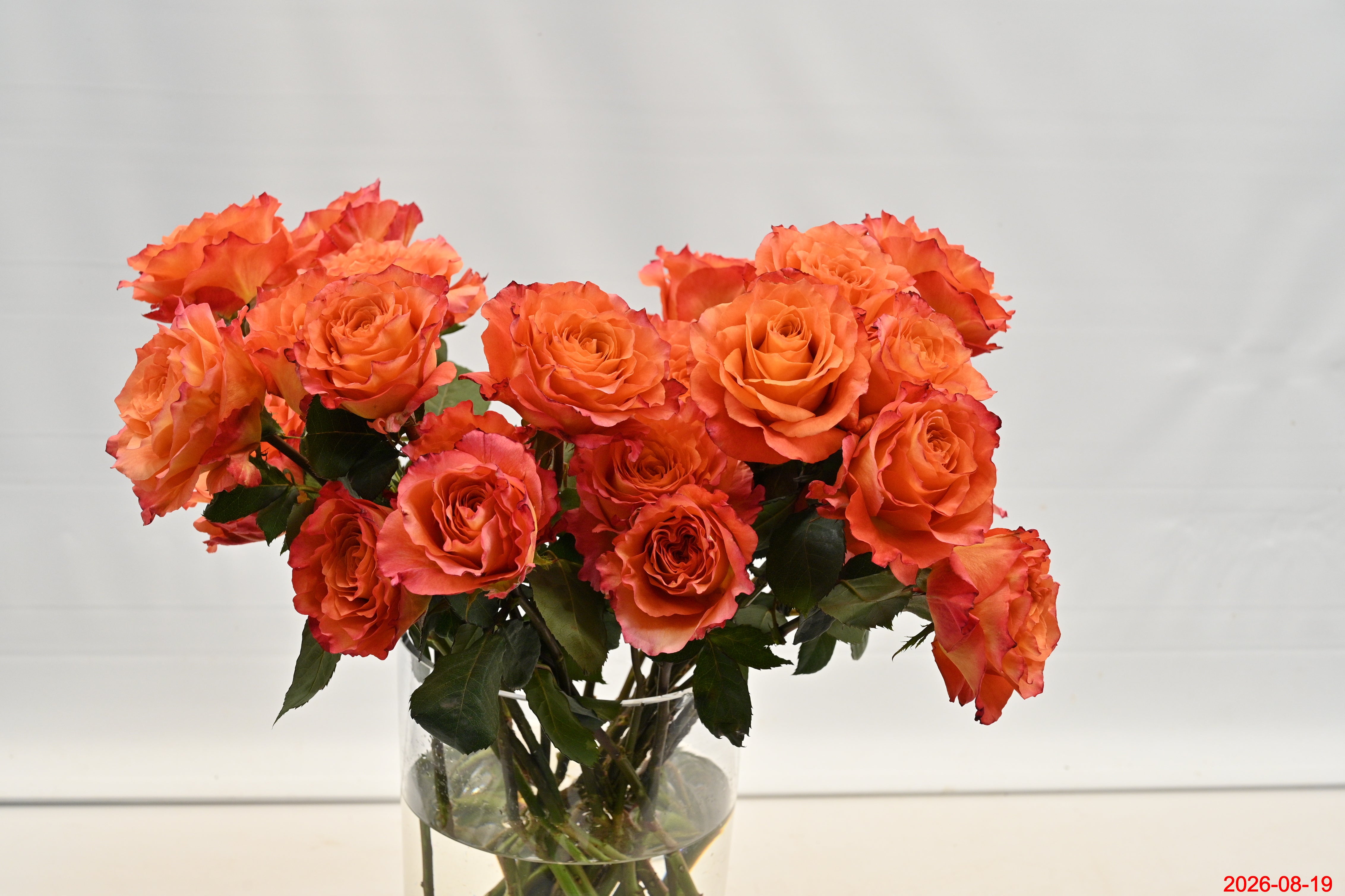 Rose Free Spirit Small