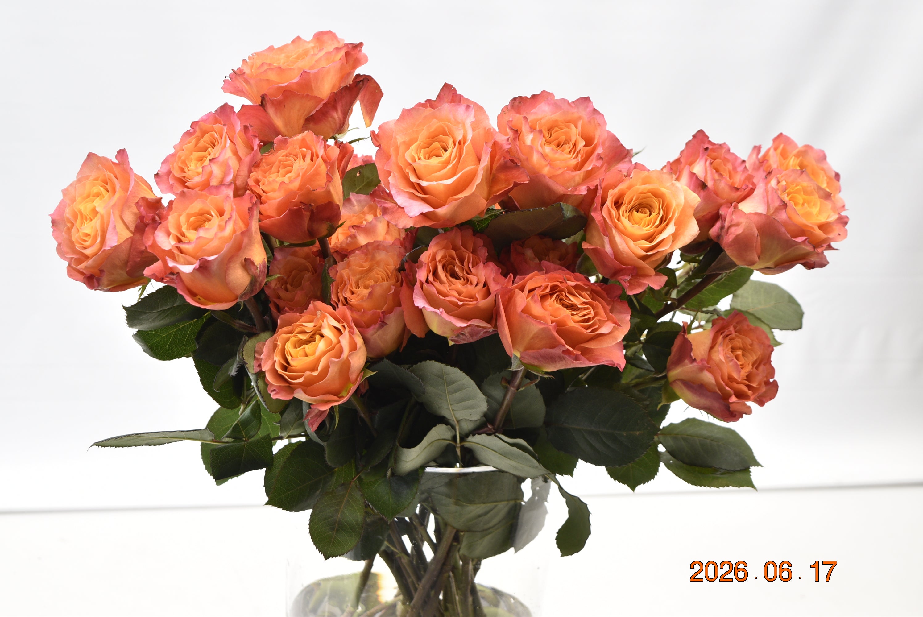 Rose Free Spirit Small