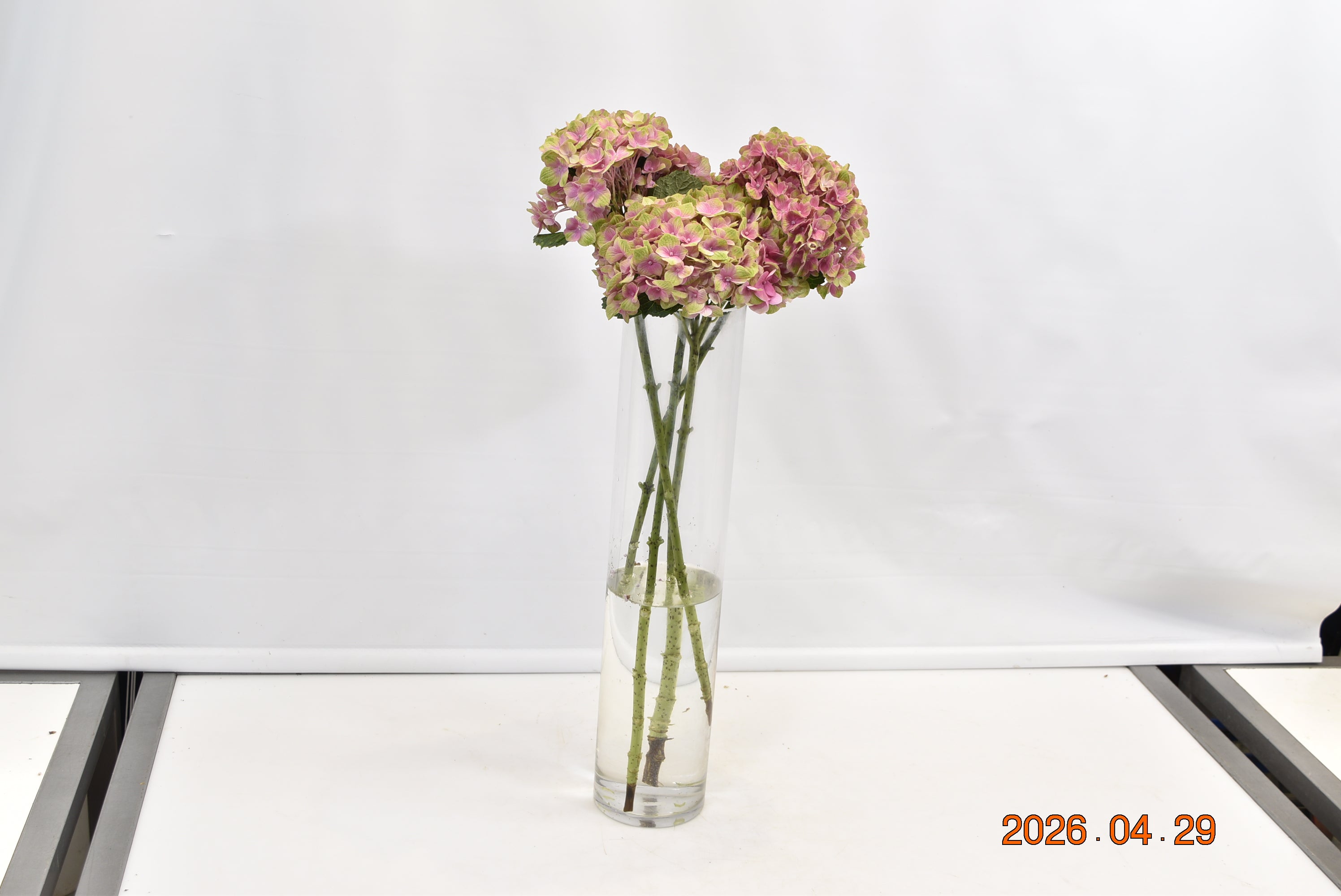 Hydrangea Magical Amethyst Small