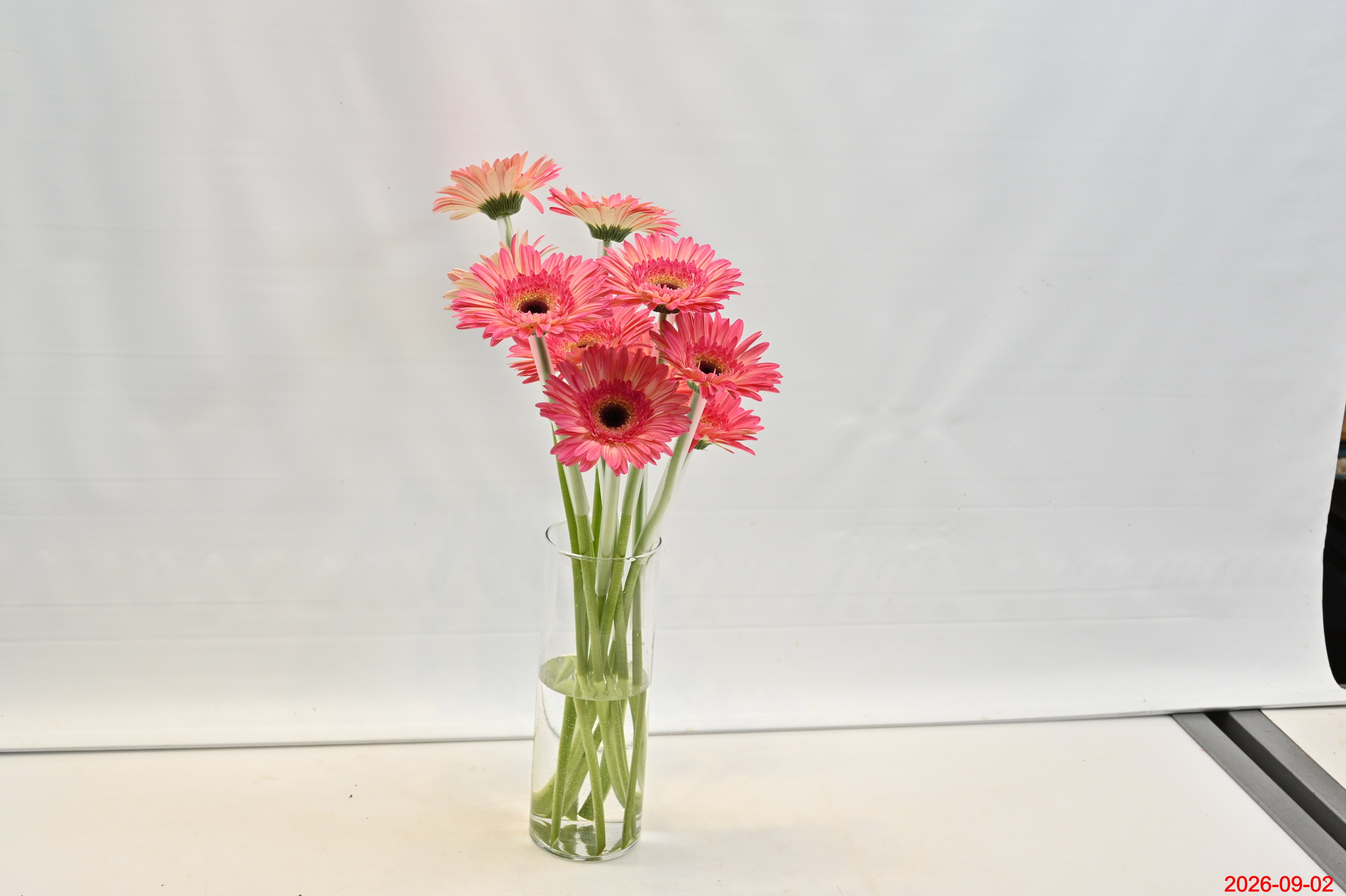 GERBERA HIPPIE CHIC Small