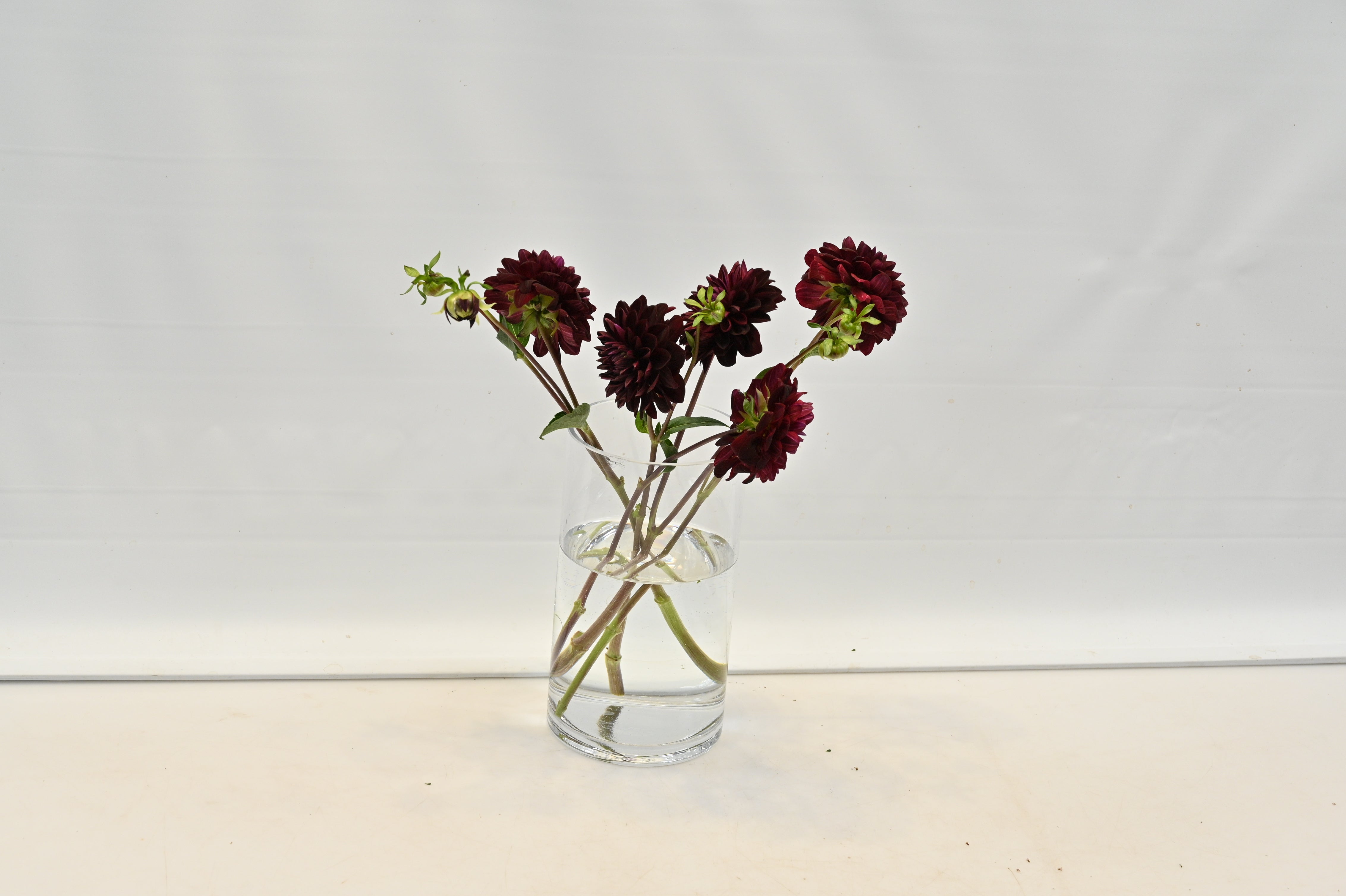 DAHLIA BURGUNDY Small