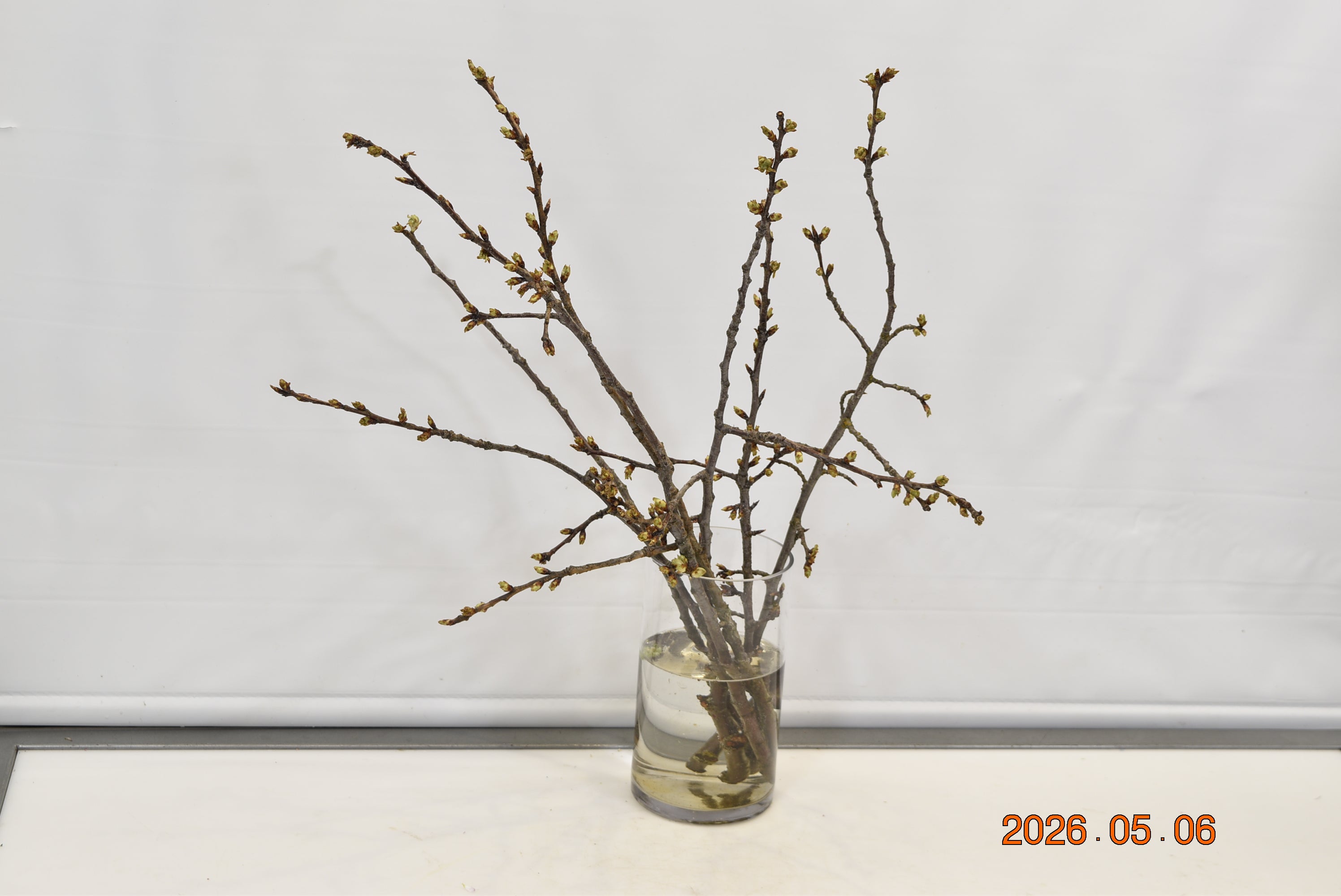 Cherry Blossom Branches Pink 3-4FT Small
