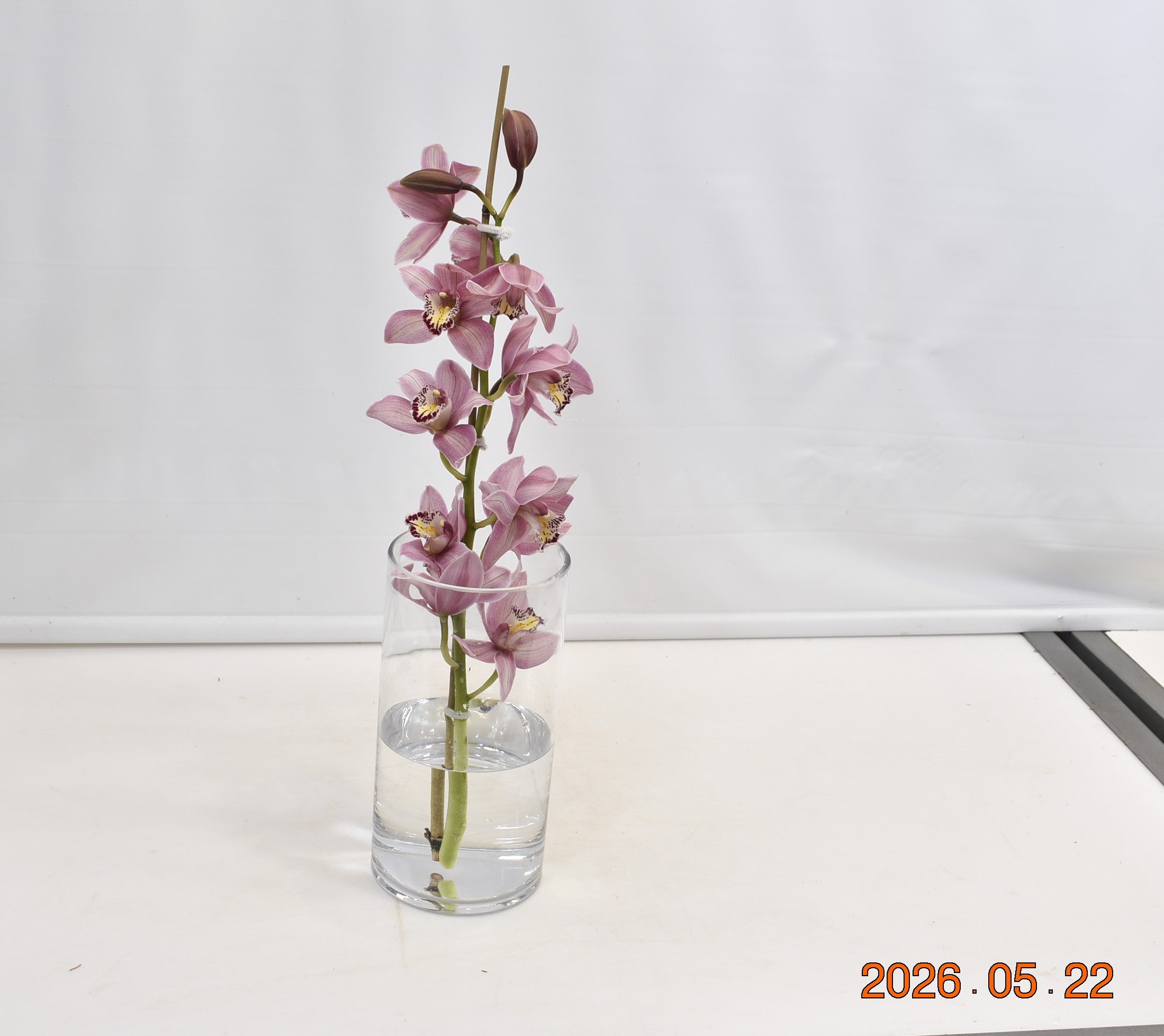 CYMBIDIUM PINK PER BLOOM Small