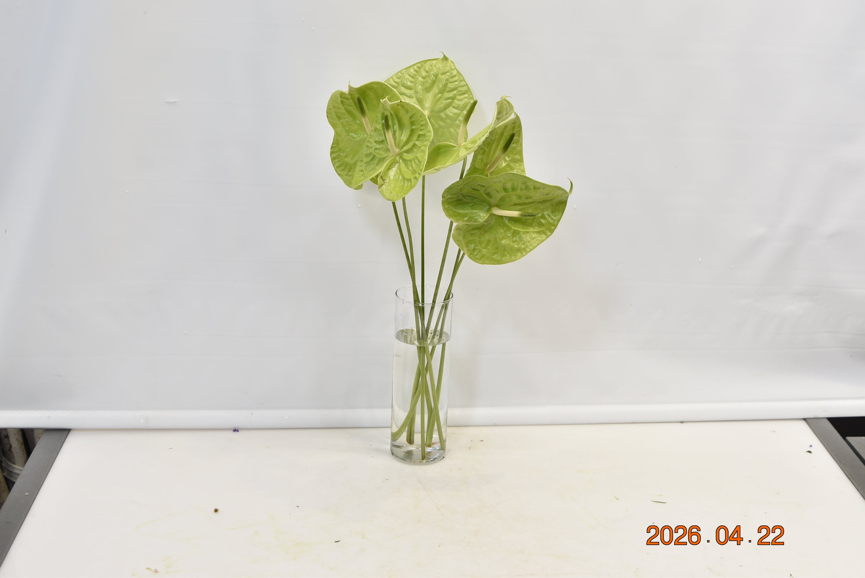 Anthurium Grand Slam Small