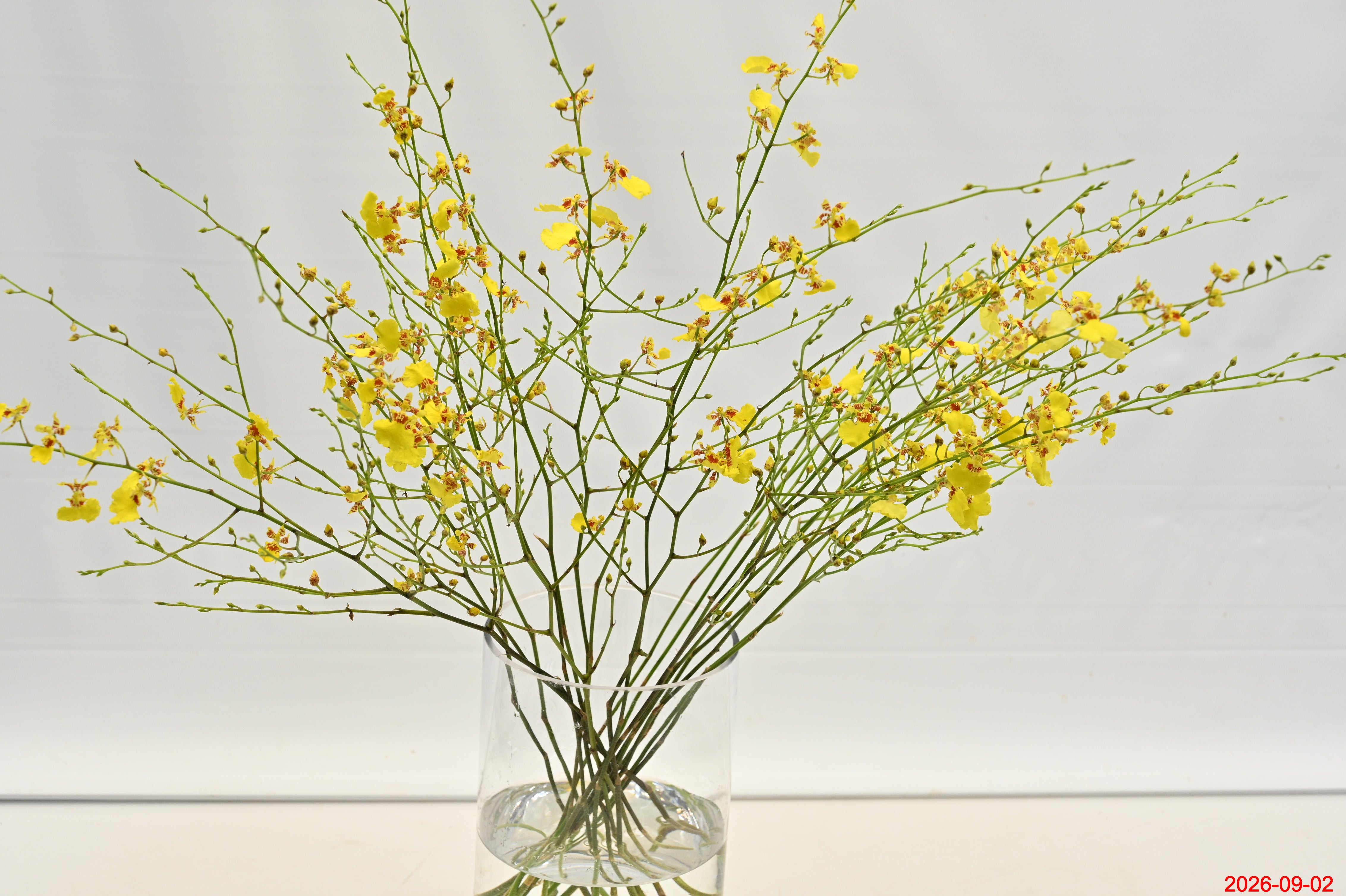 ONCIDIUM Small