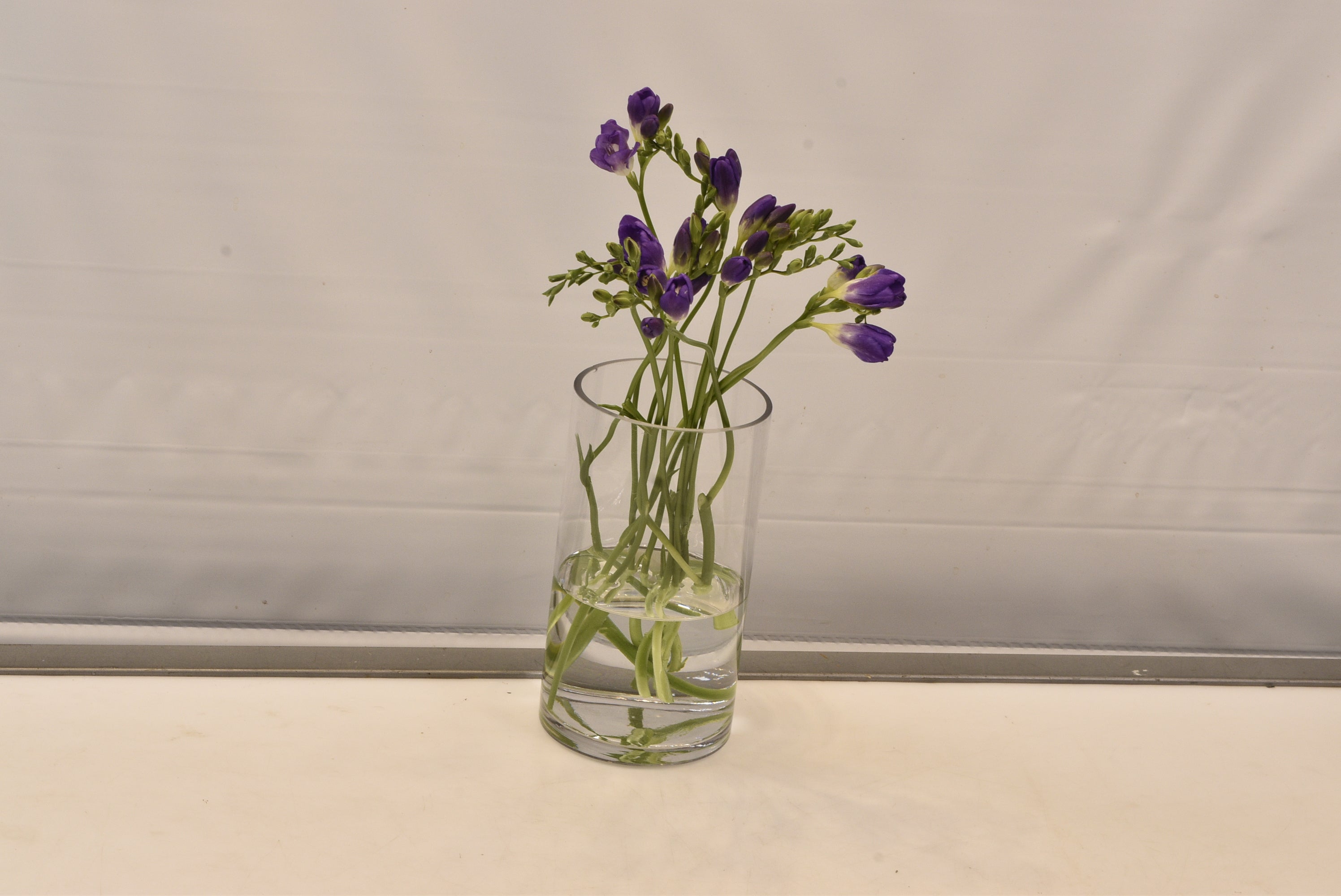 FREESIA PURPLE Small