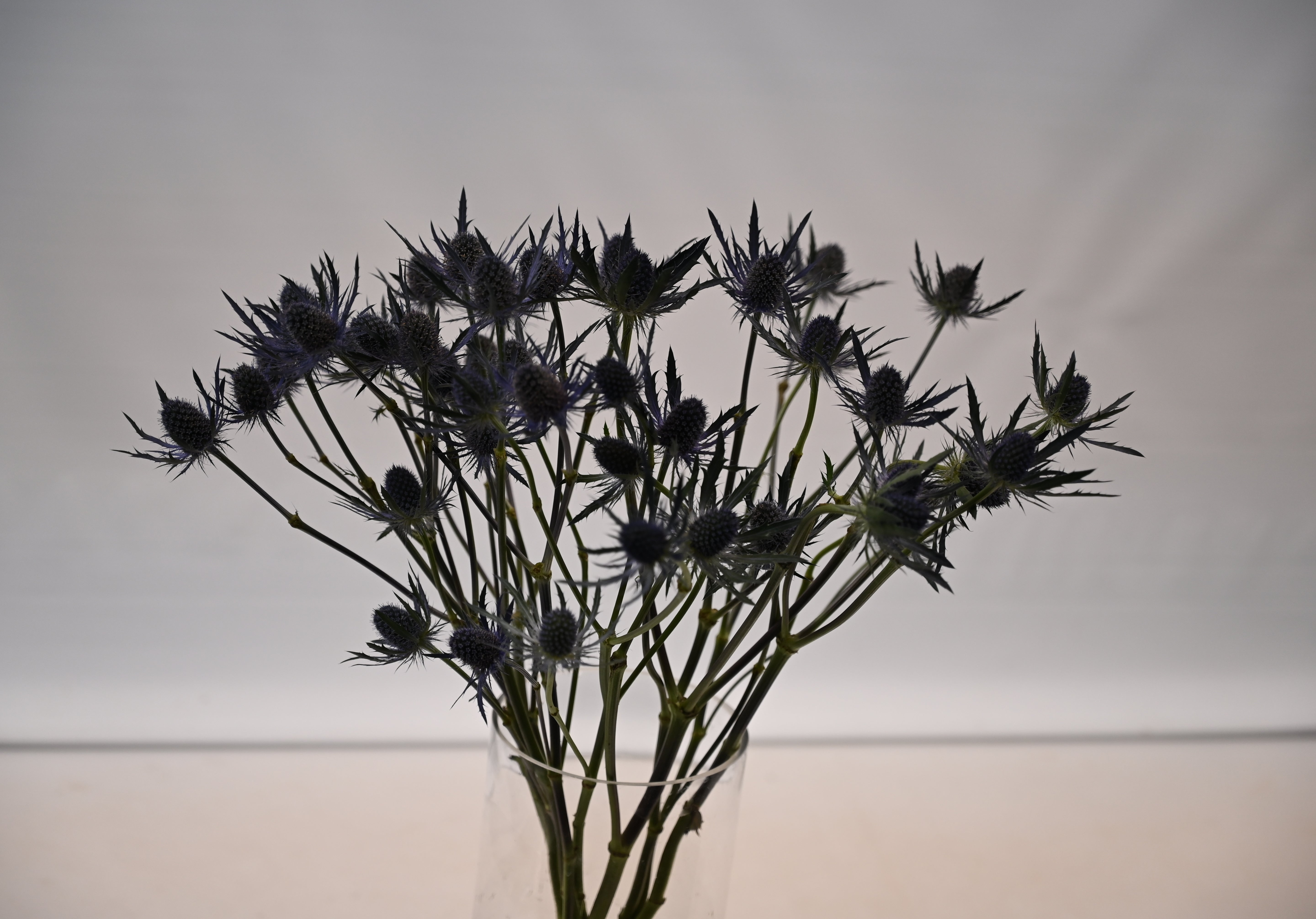 ERYNGIUM BLUE DYNAMITE Small