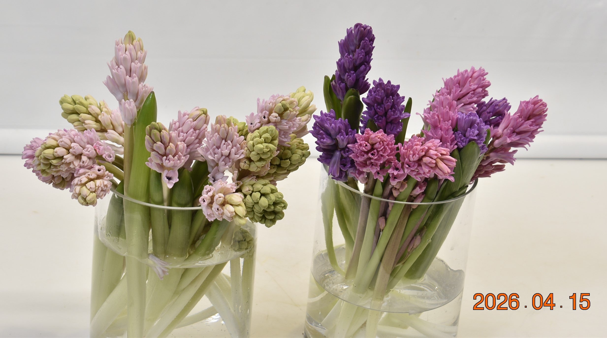 Hyacinth Assorted Small
