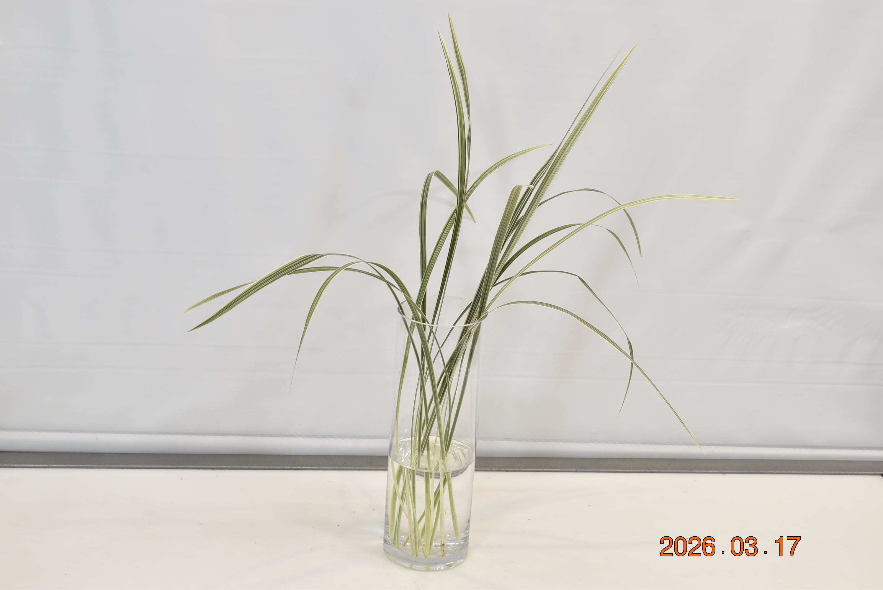 LILY GRASS VARIEGATED 30g Small