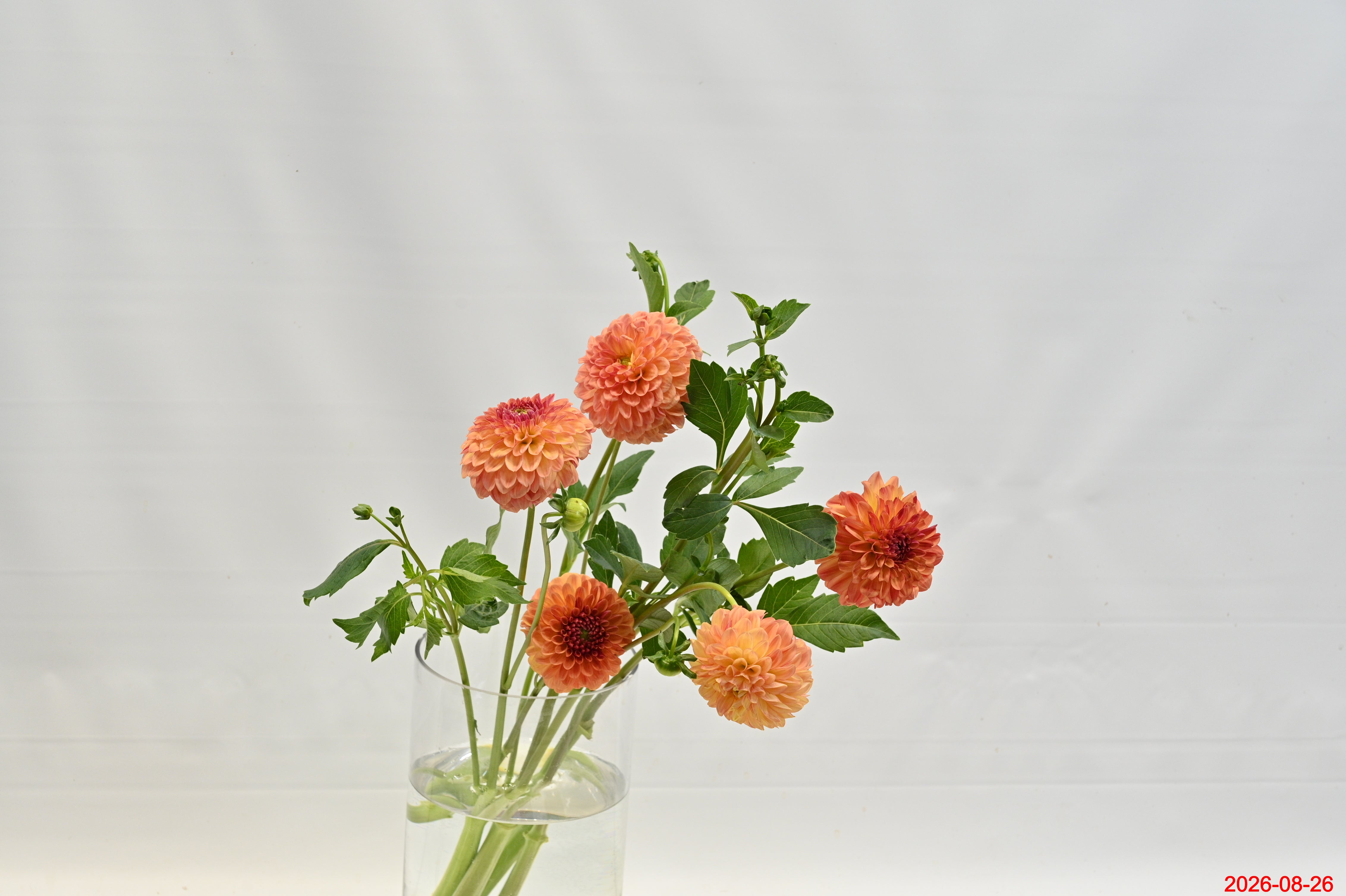 Dahlia Orange Small