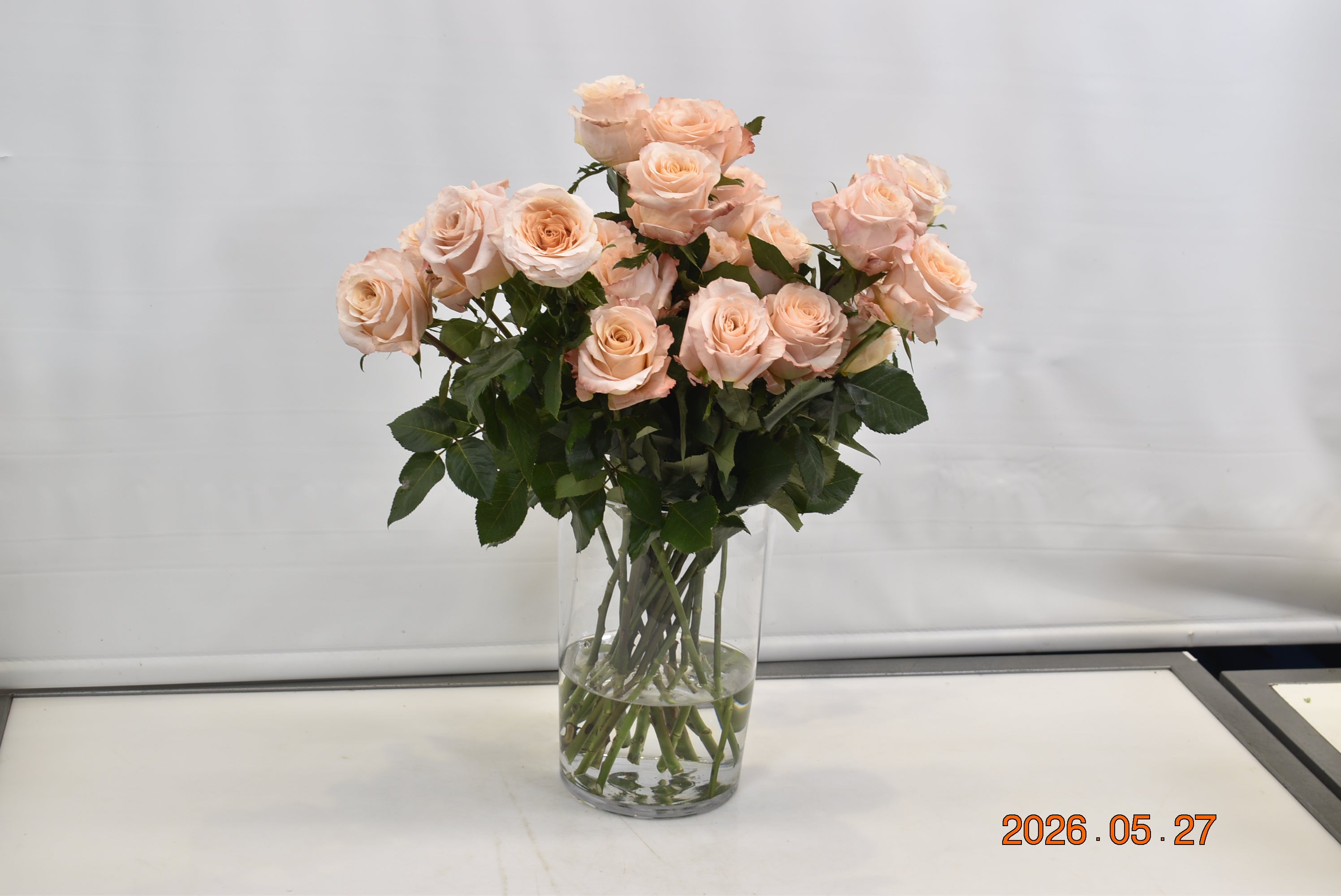 ROSE SHIMMER Small