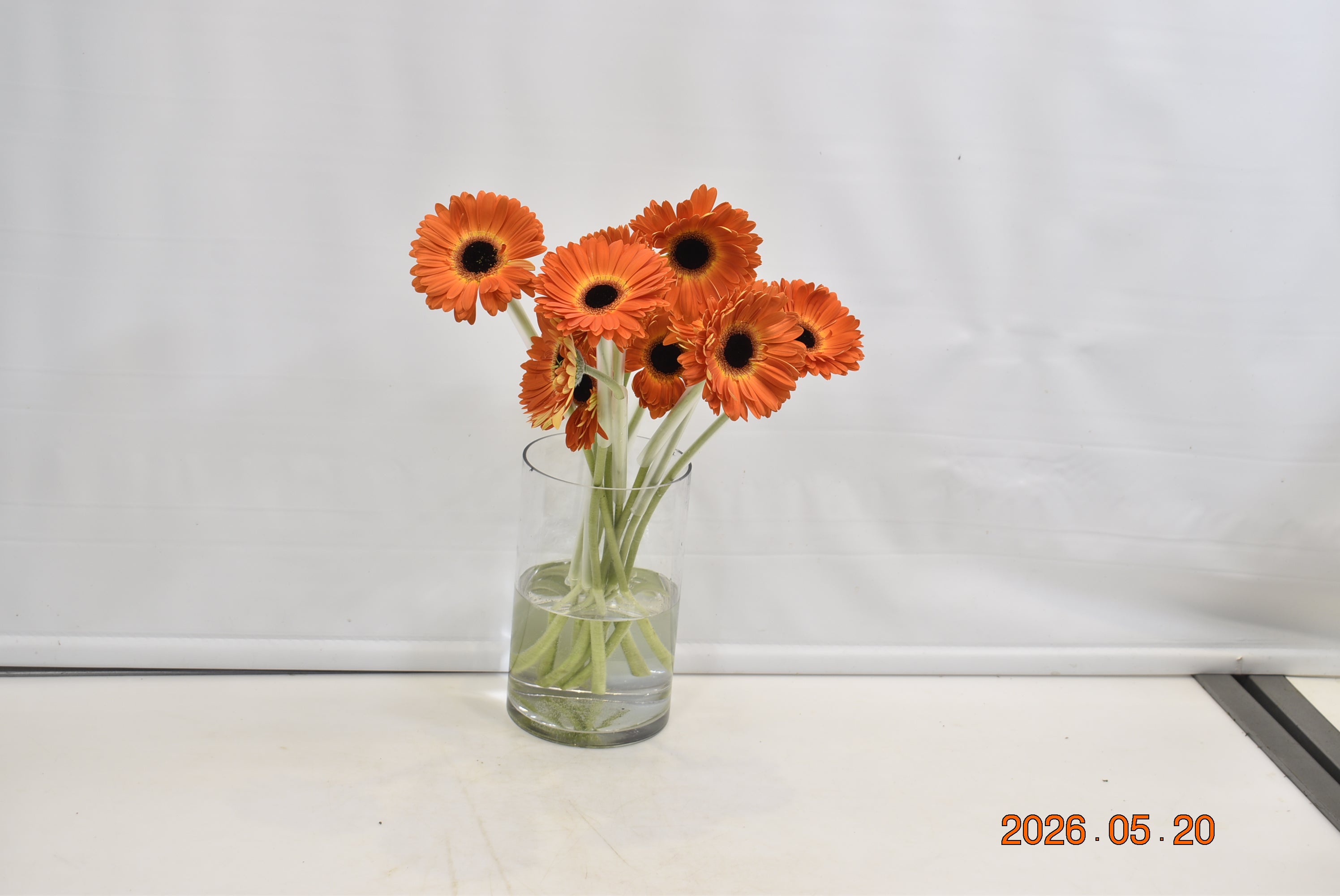 GERBERA MEDINA Small