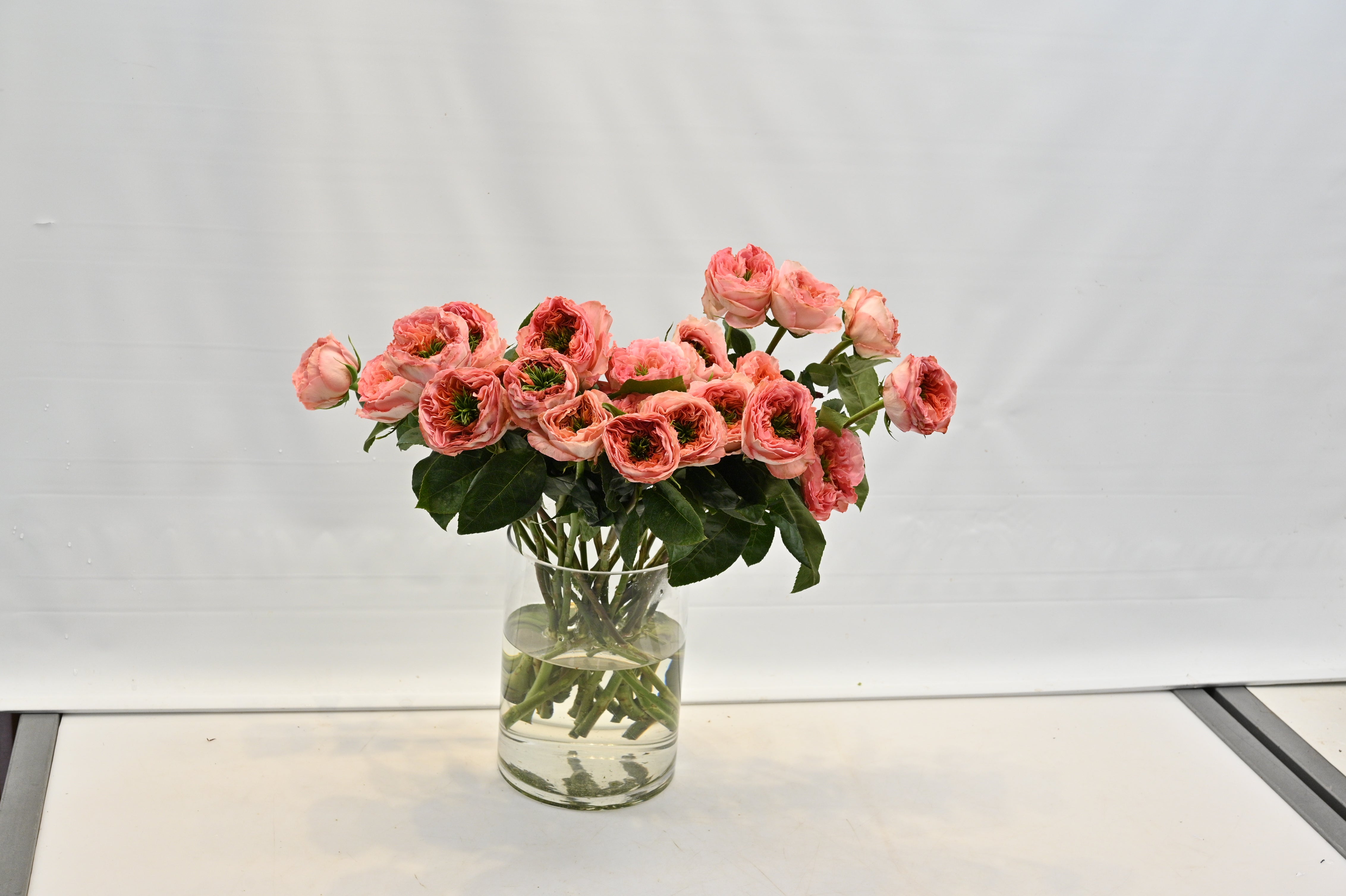 Rose Garden Mandarin X-Pression Small